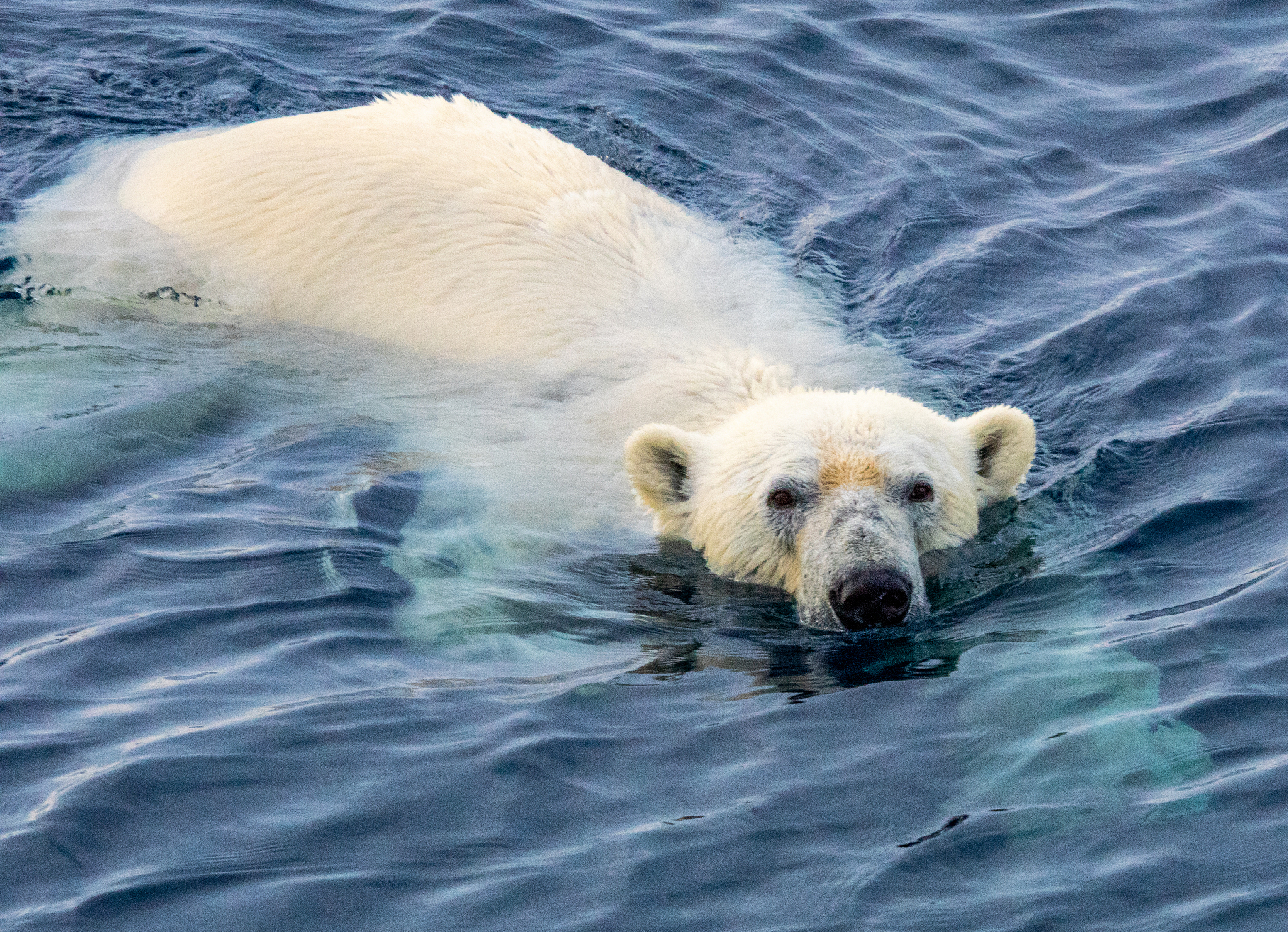 polar bear
