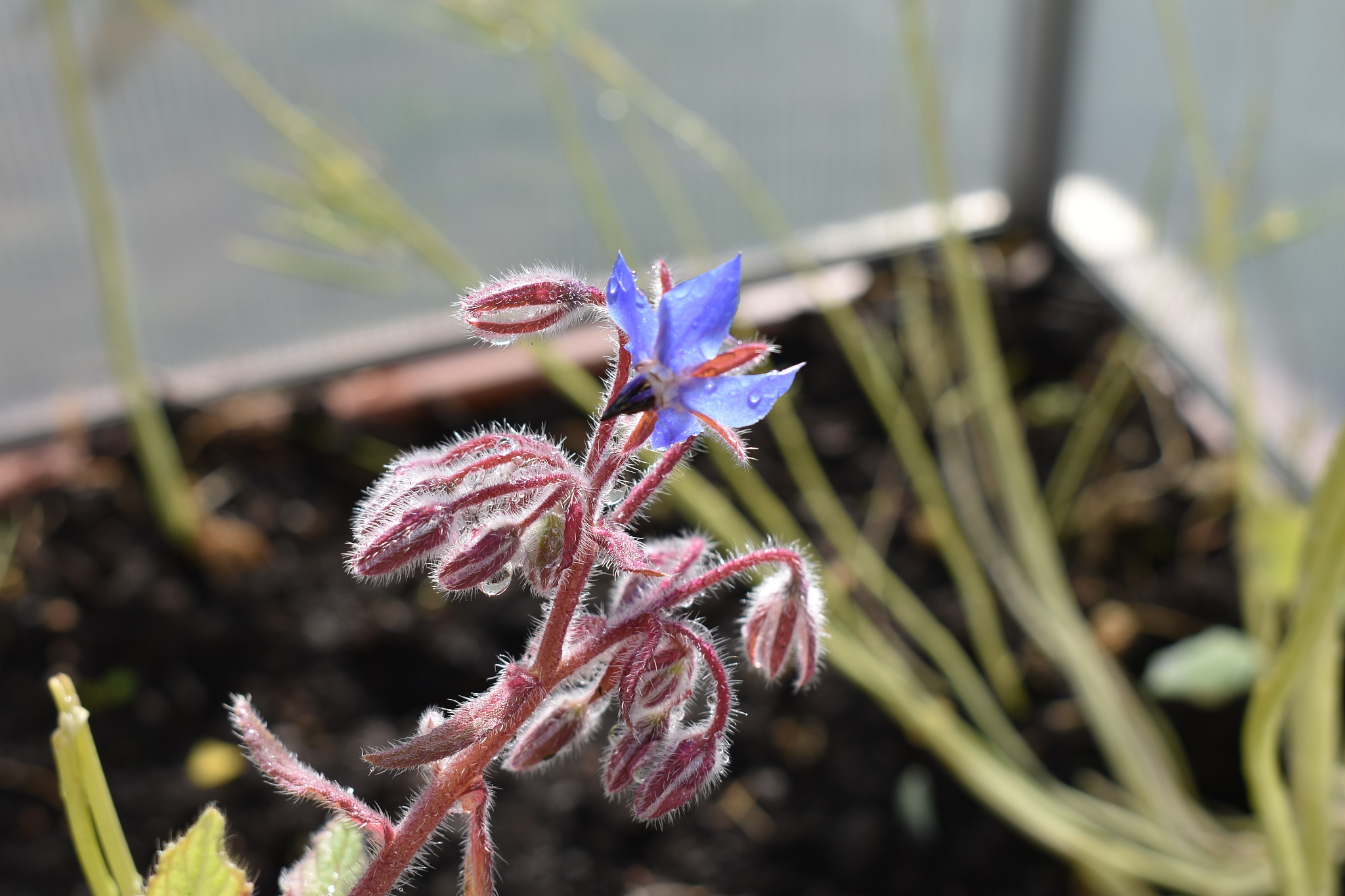 blüte borretsch