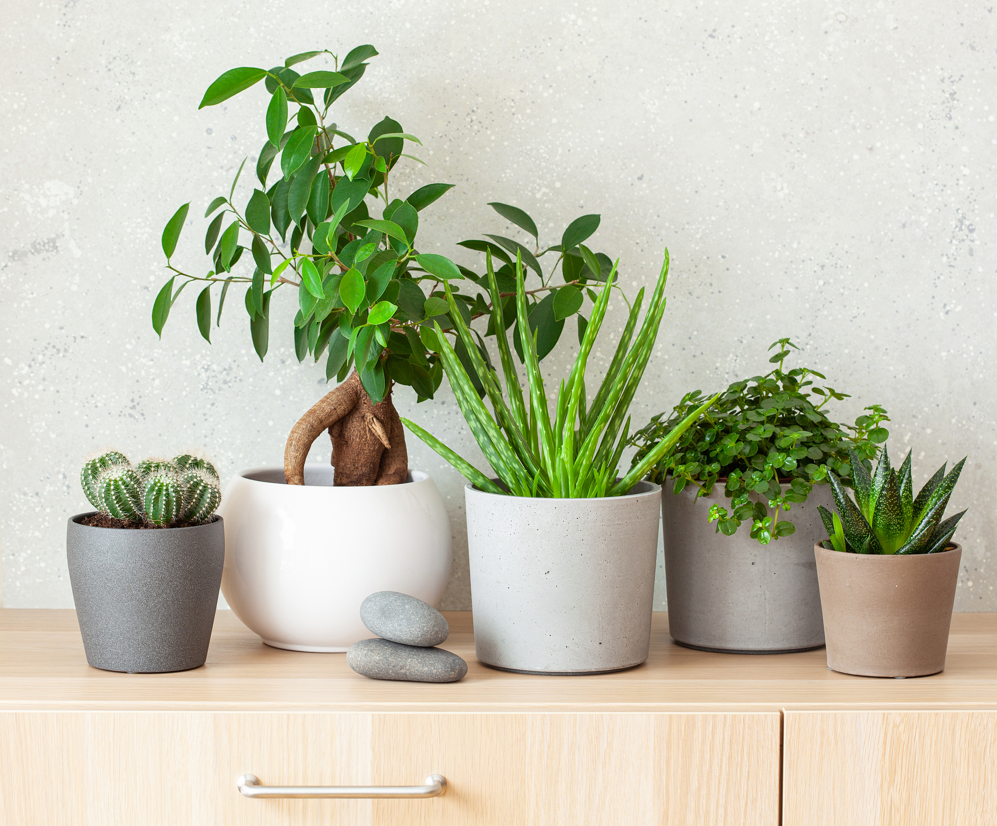 请以这个：‘【多枝紫檀】紫檀盆景植物老桩盆栽办公室桌面室内常青微景观绿植好养易活’模板为导向列出20条类似关于绿植的标题要求主植物要有【】这个符号