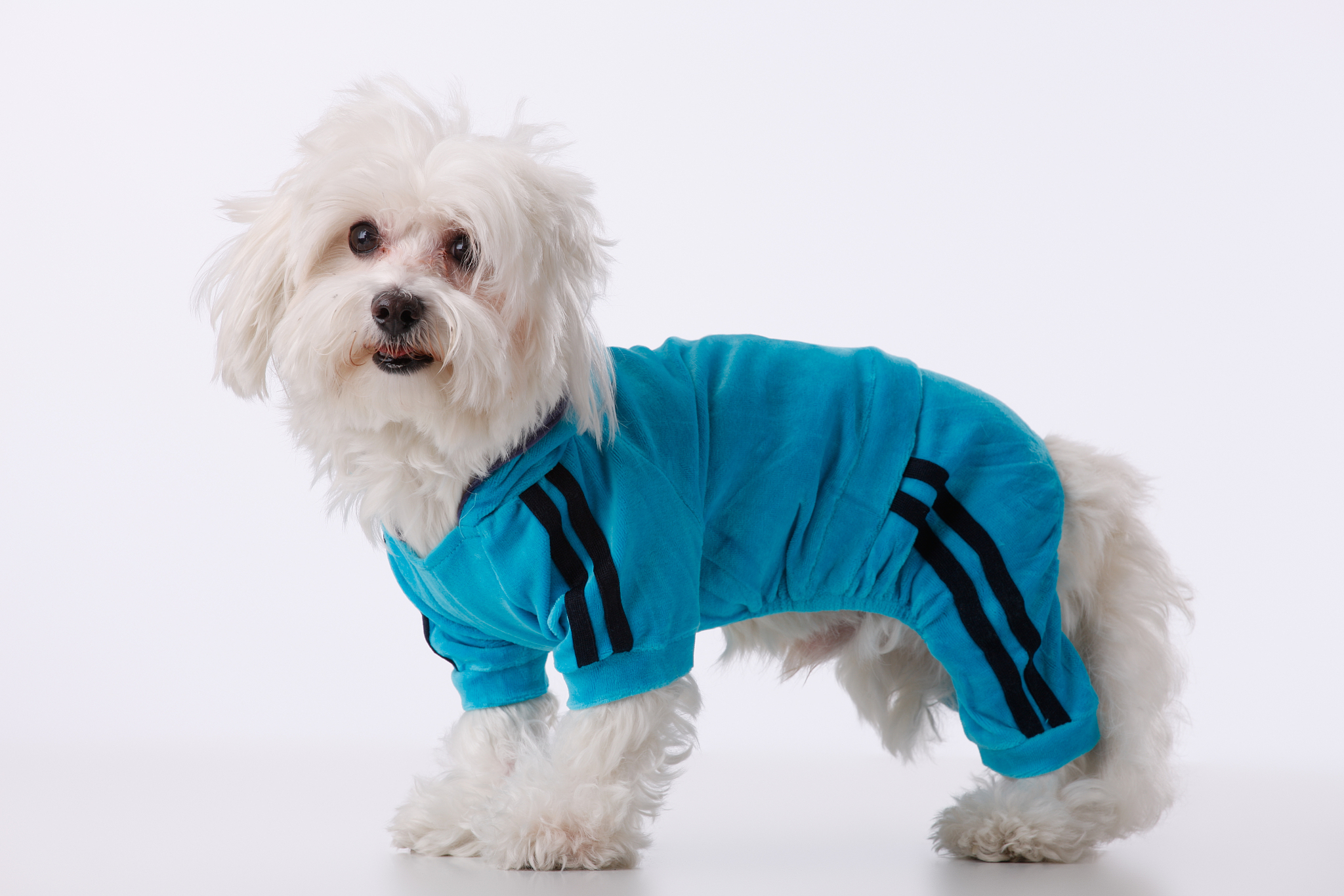 介绍一下宠物狗虚拟穿衣项目