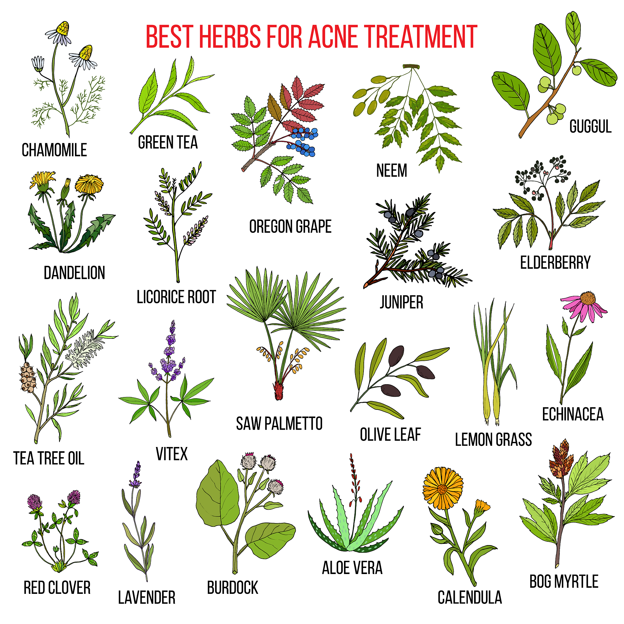 collection of herbs for acne treatment