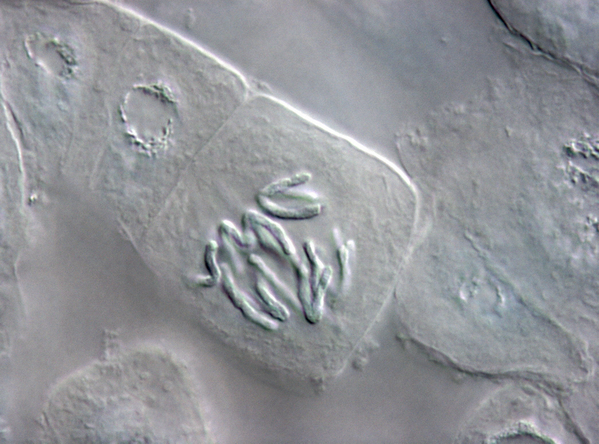 胞间浓度对植物生长发育的影响