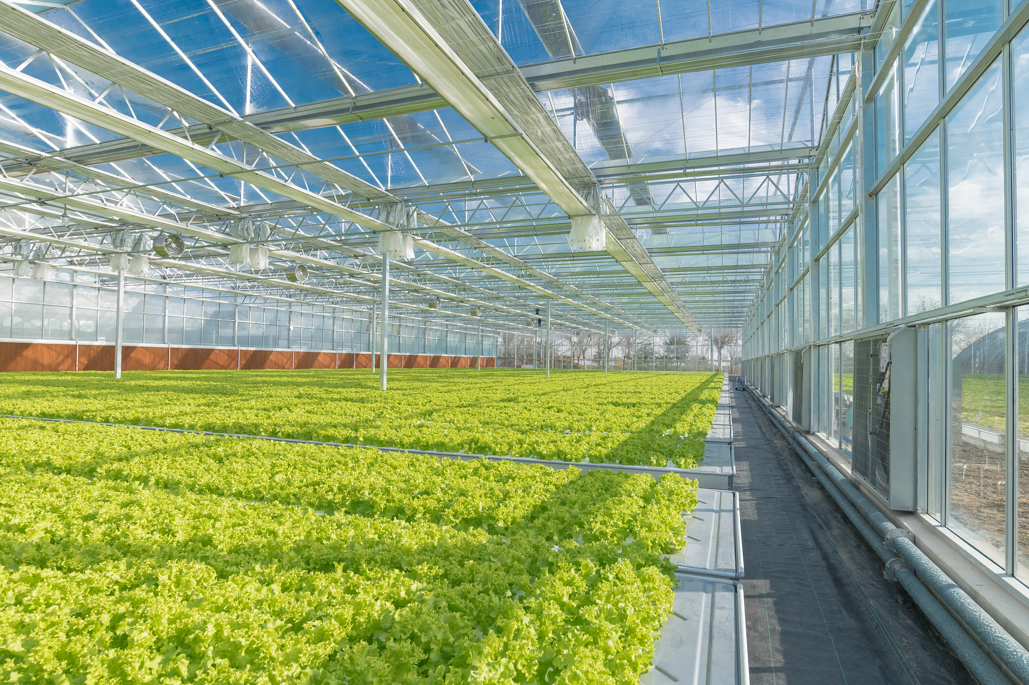 大棚农业抖音文稿