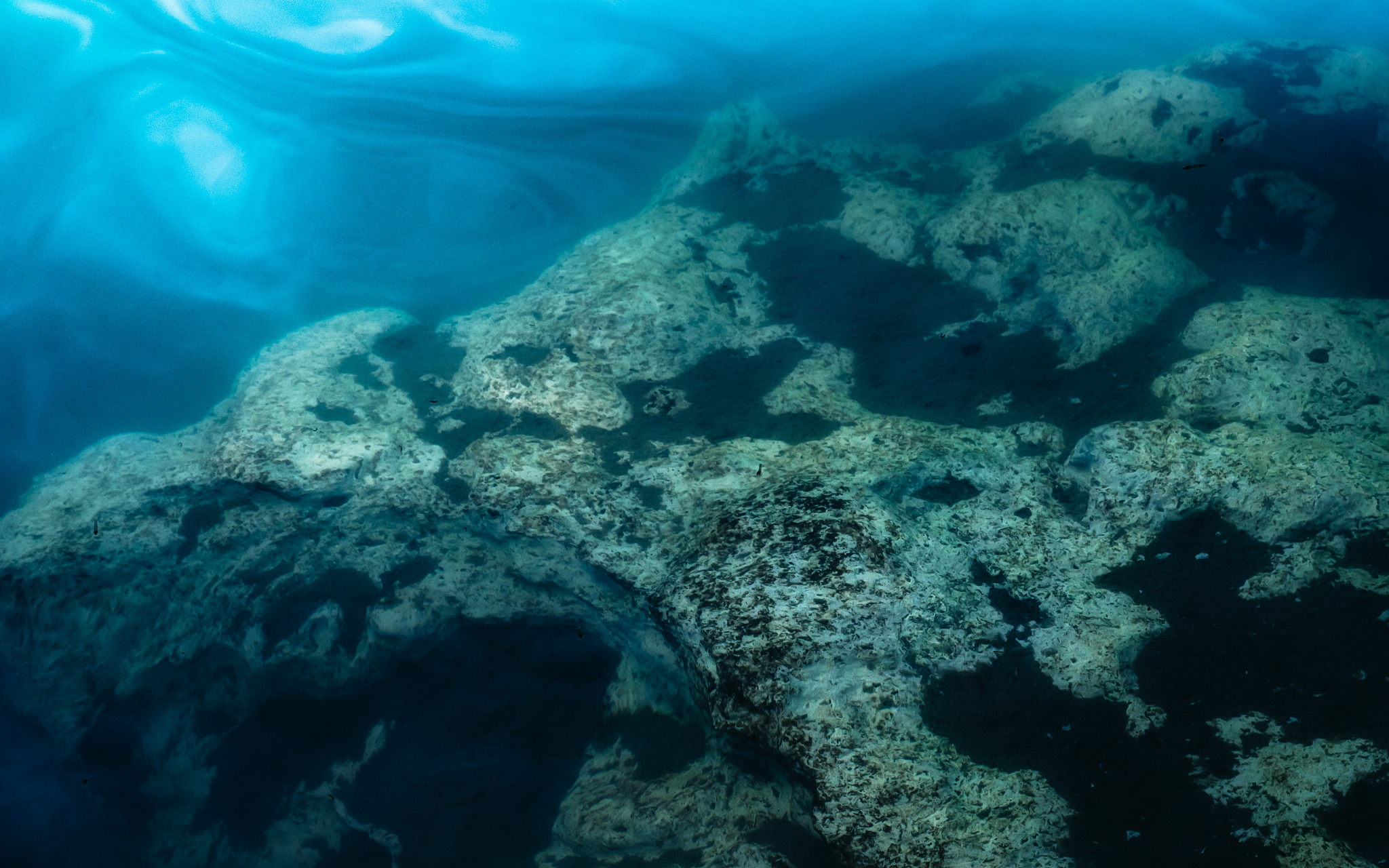 close-up of coral in sea