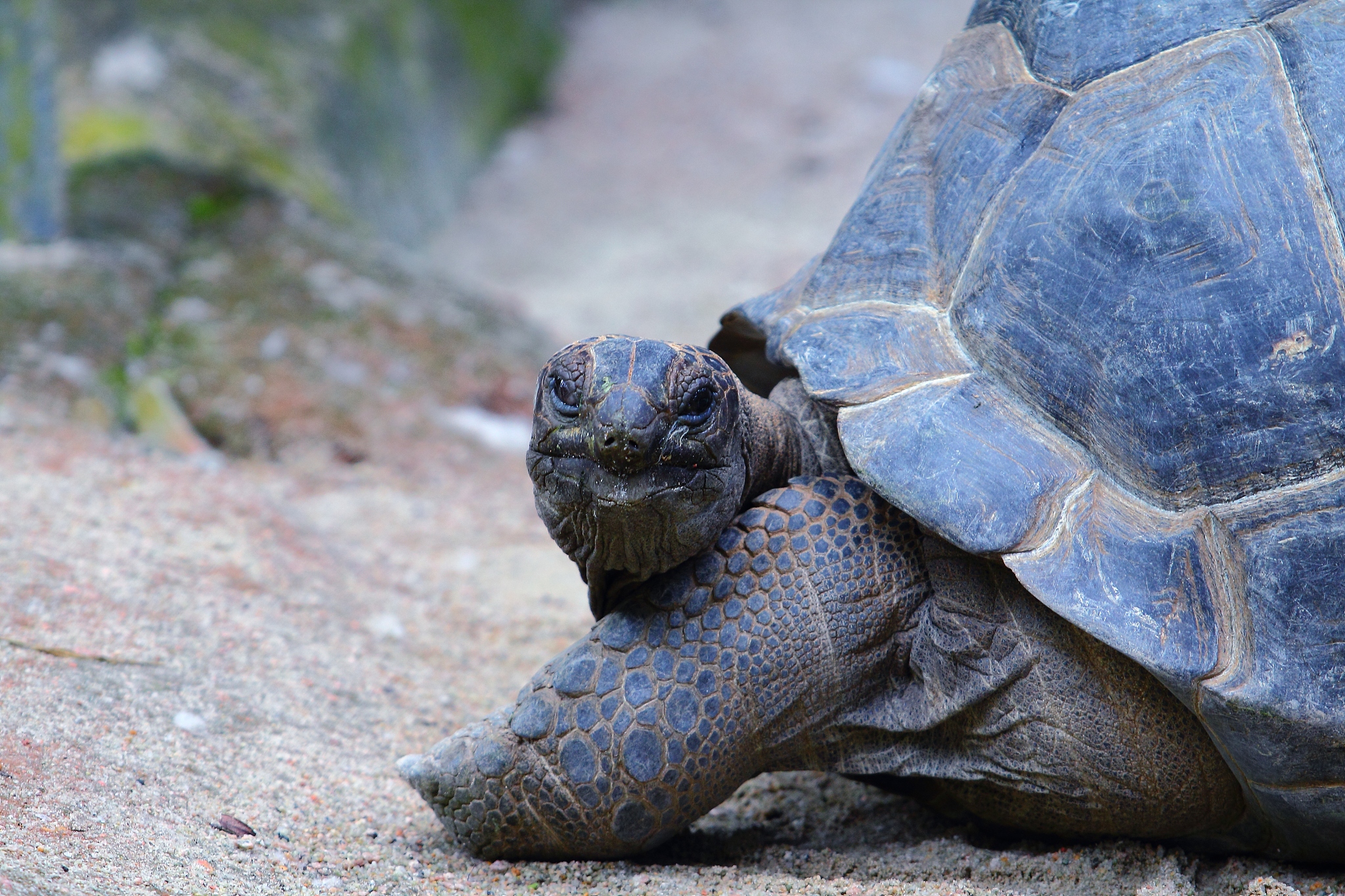 turtle