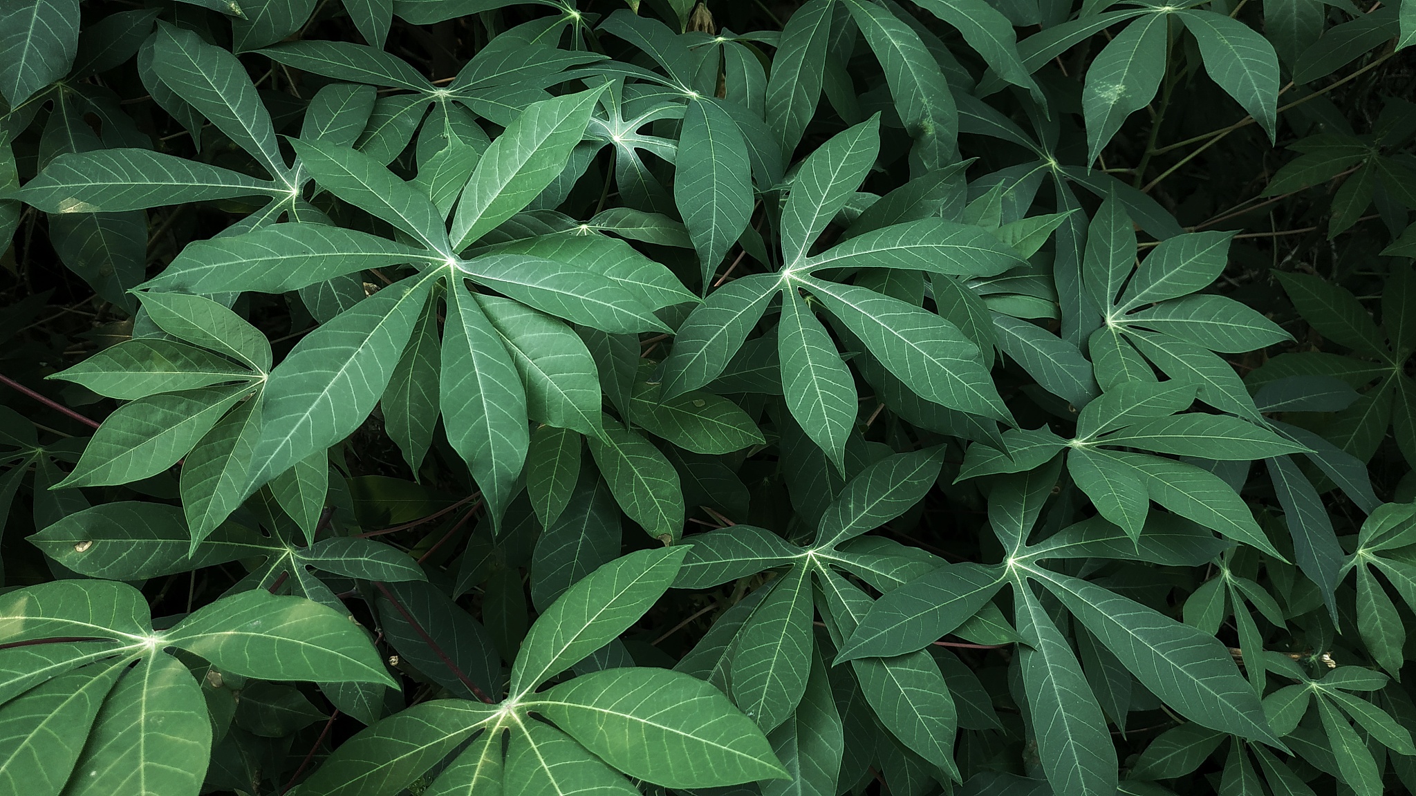 green leaf