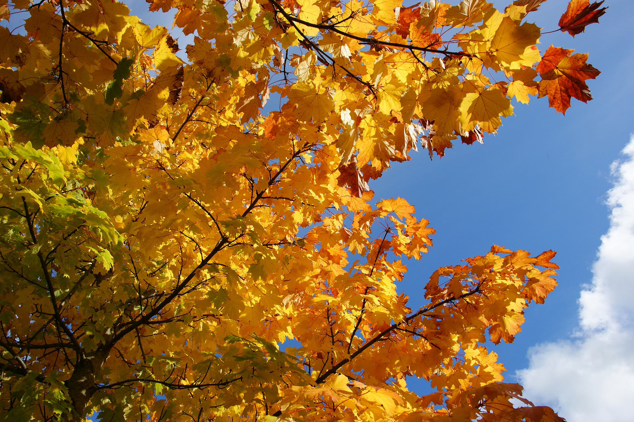 用以下内容帮我写一个新闻稿文案年年康银杏叶精口服液六大功效与作用