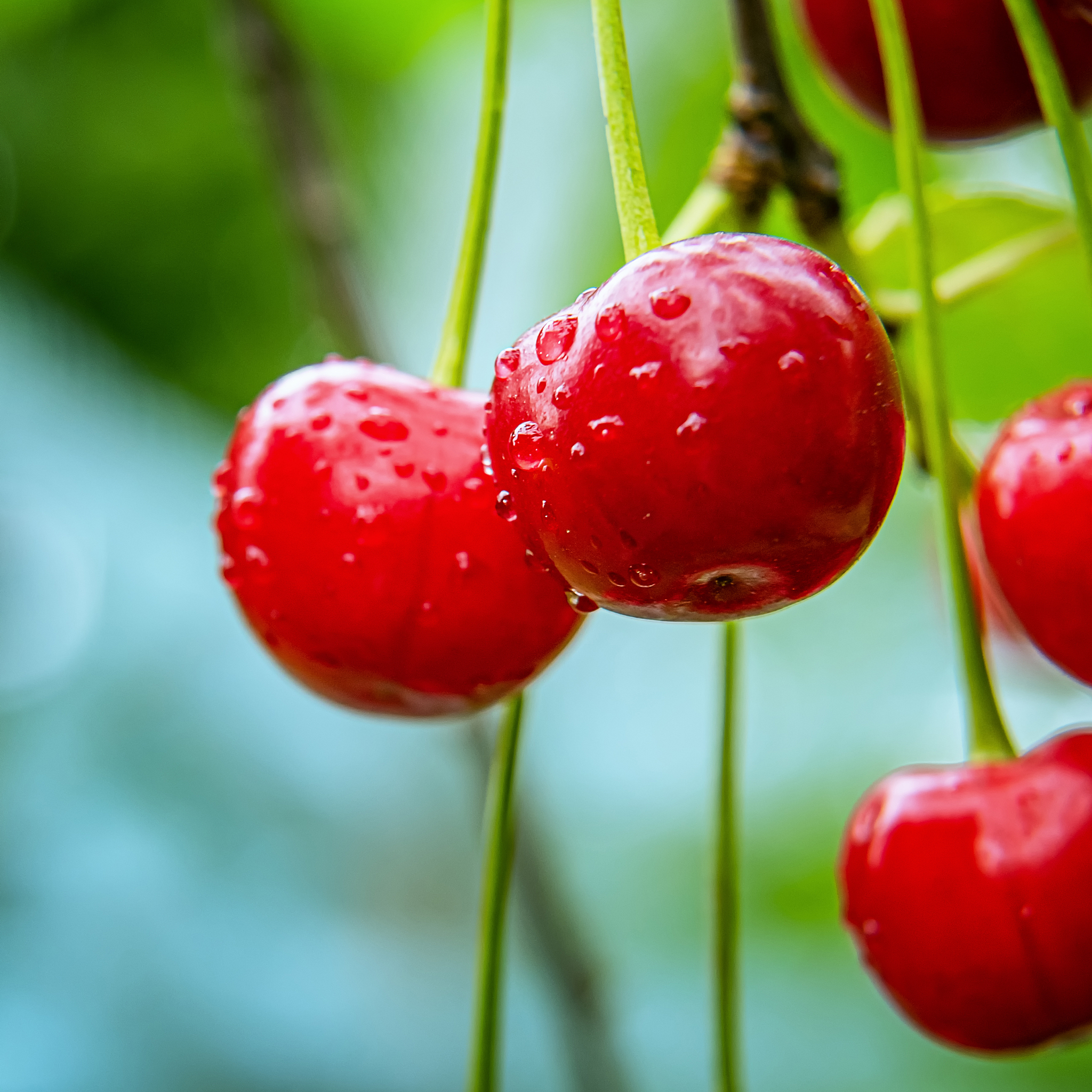 fresh wet bright red cherries. square background