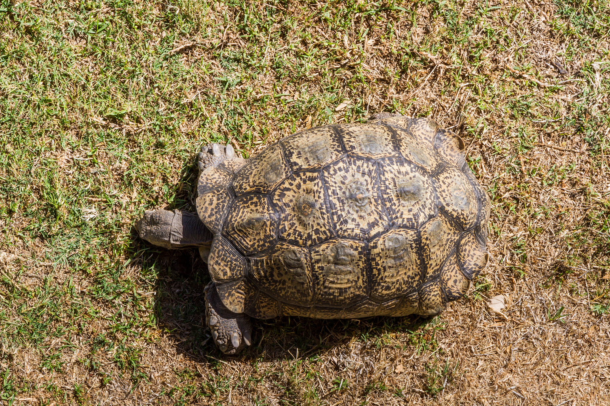 an african tortoise