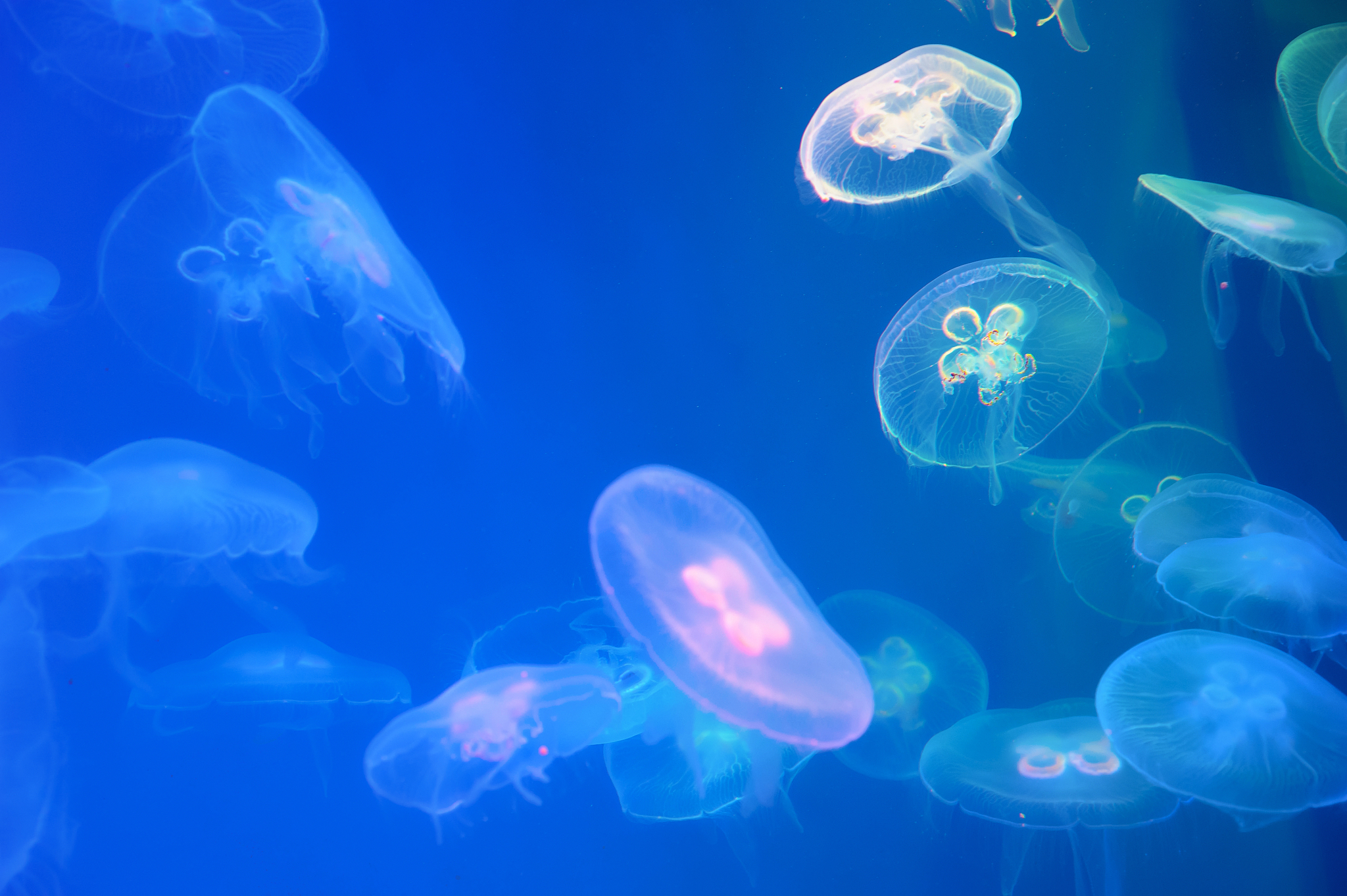 moon jellyfish