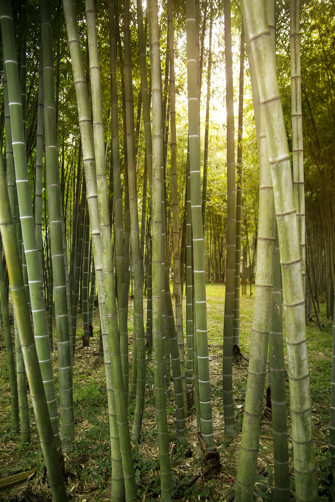 bamboo forest