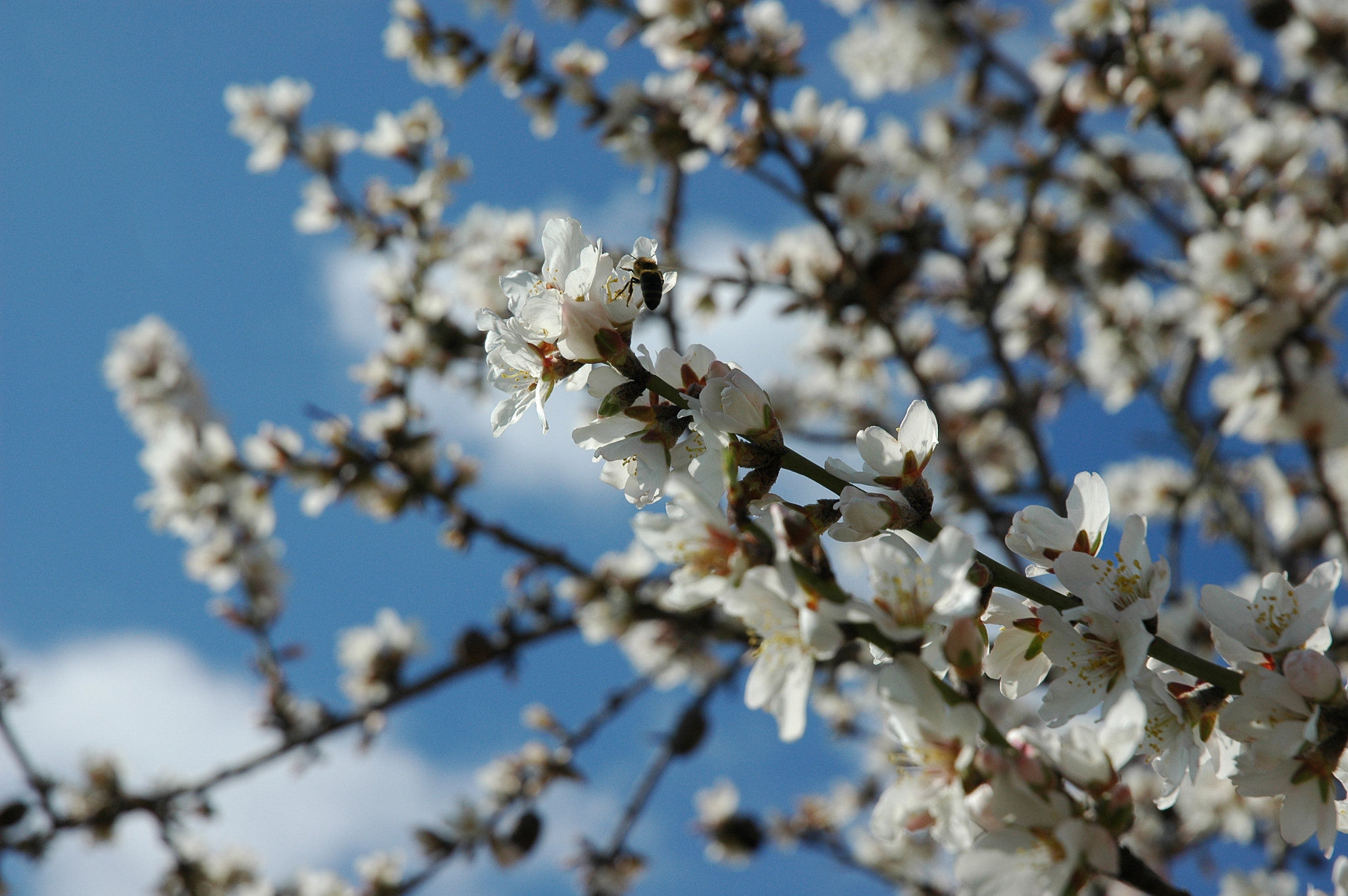 mandelblüte in spanien