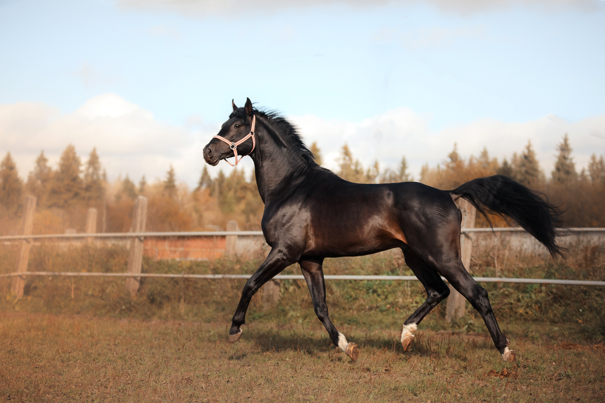 black horse outdoors