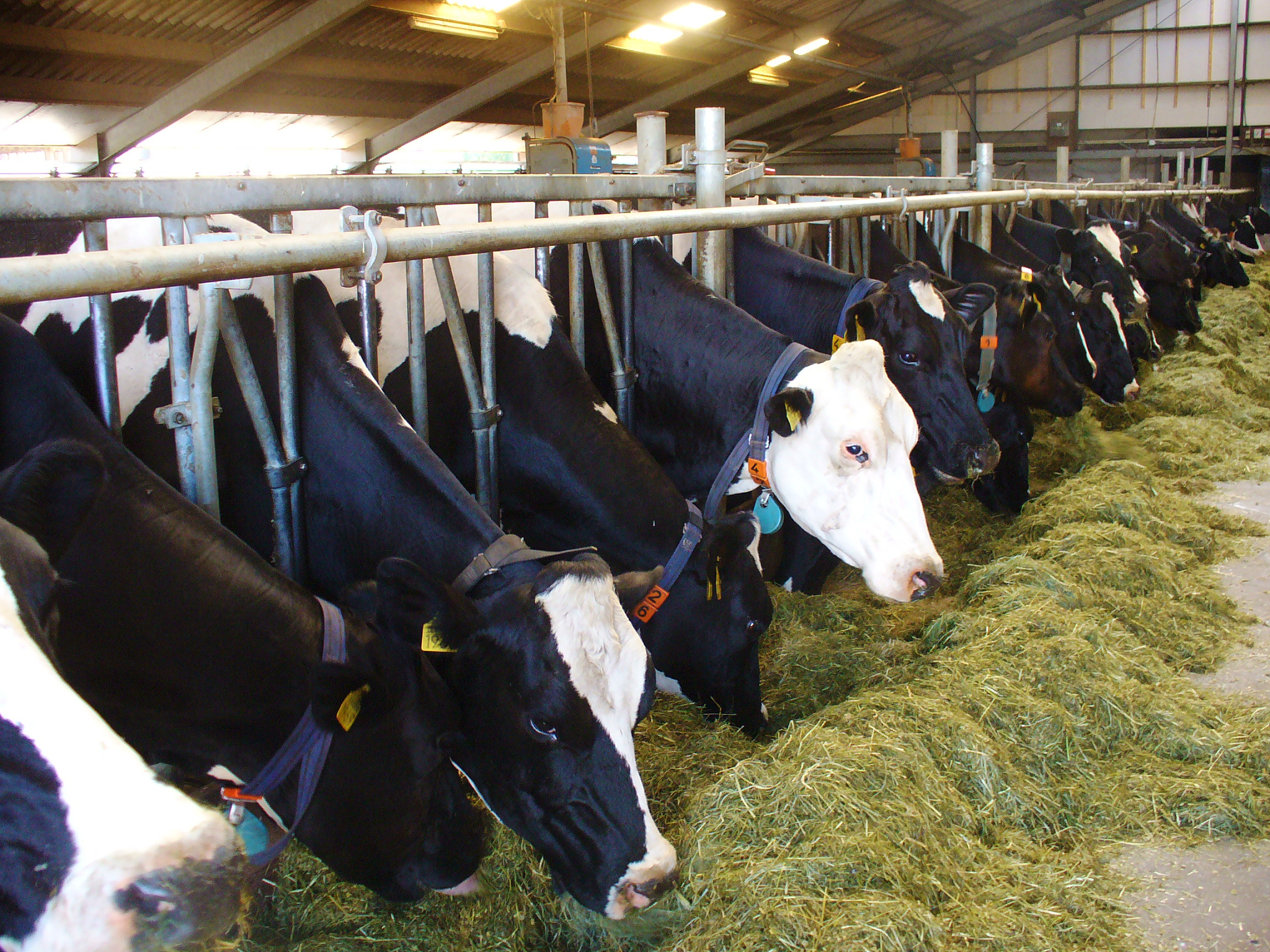 哺乳期如何增加产奶量？有效方法和建议