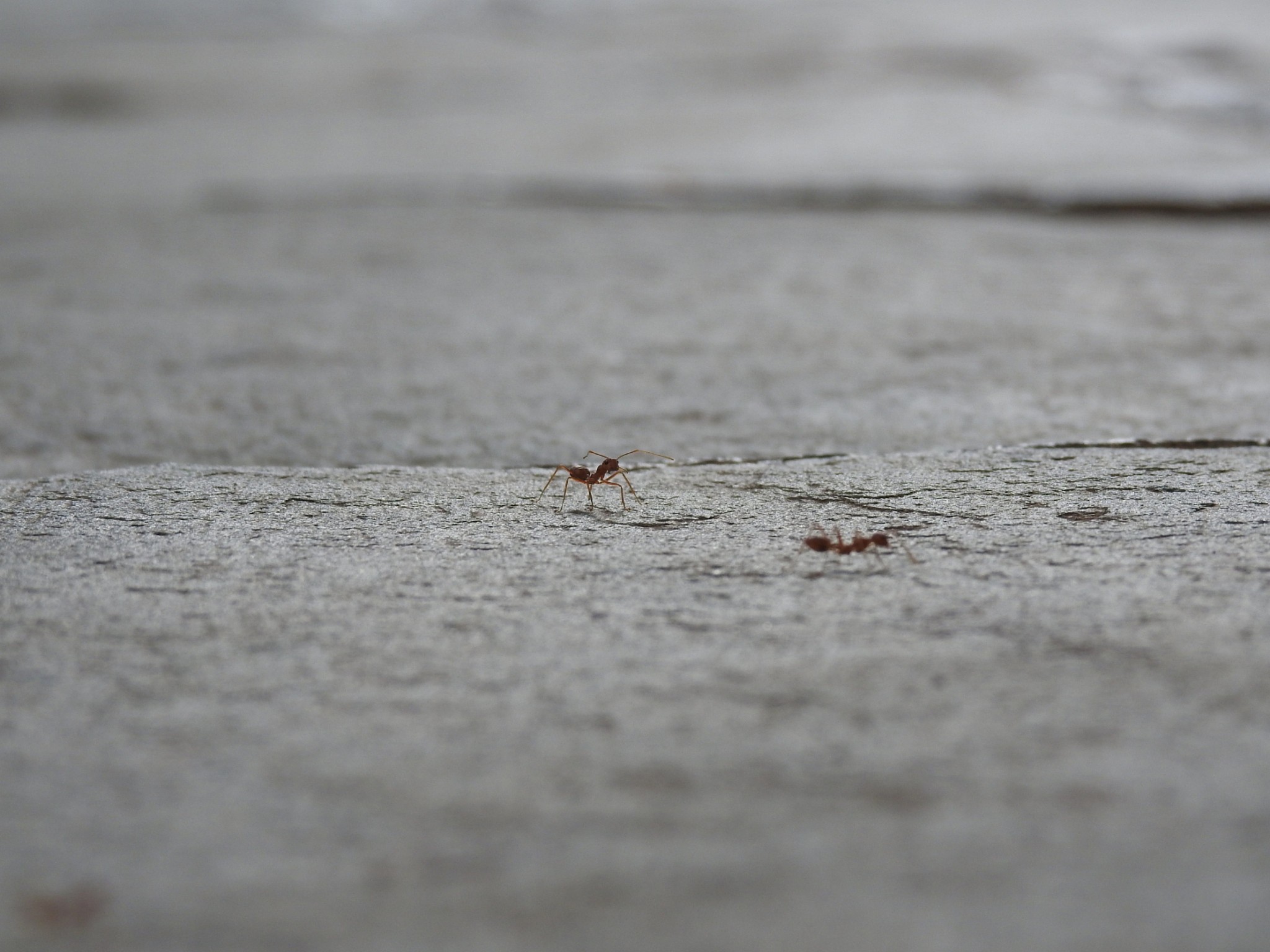 the ant