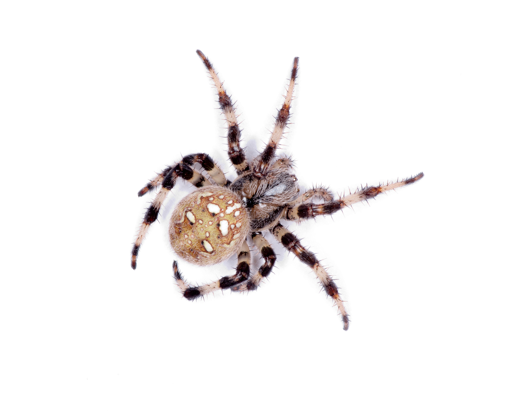 import scrapyfrom scrapylinkextractors import LinkExtractorfrom scrapyspiders import CrawlSpider Ruleclass SunSpiderCrawlSpider name = sun #allowed_domains = wwwsuncom start_urls = httpswwwku