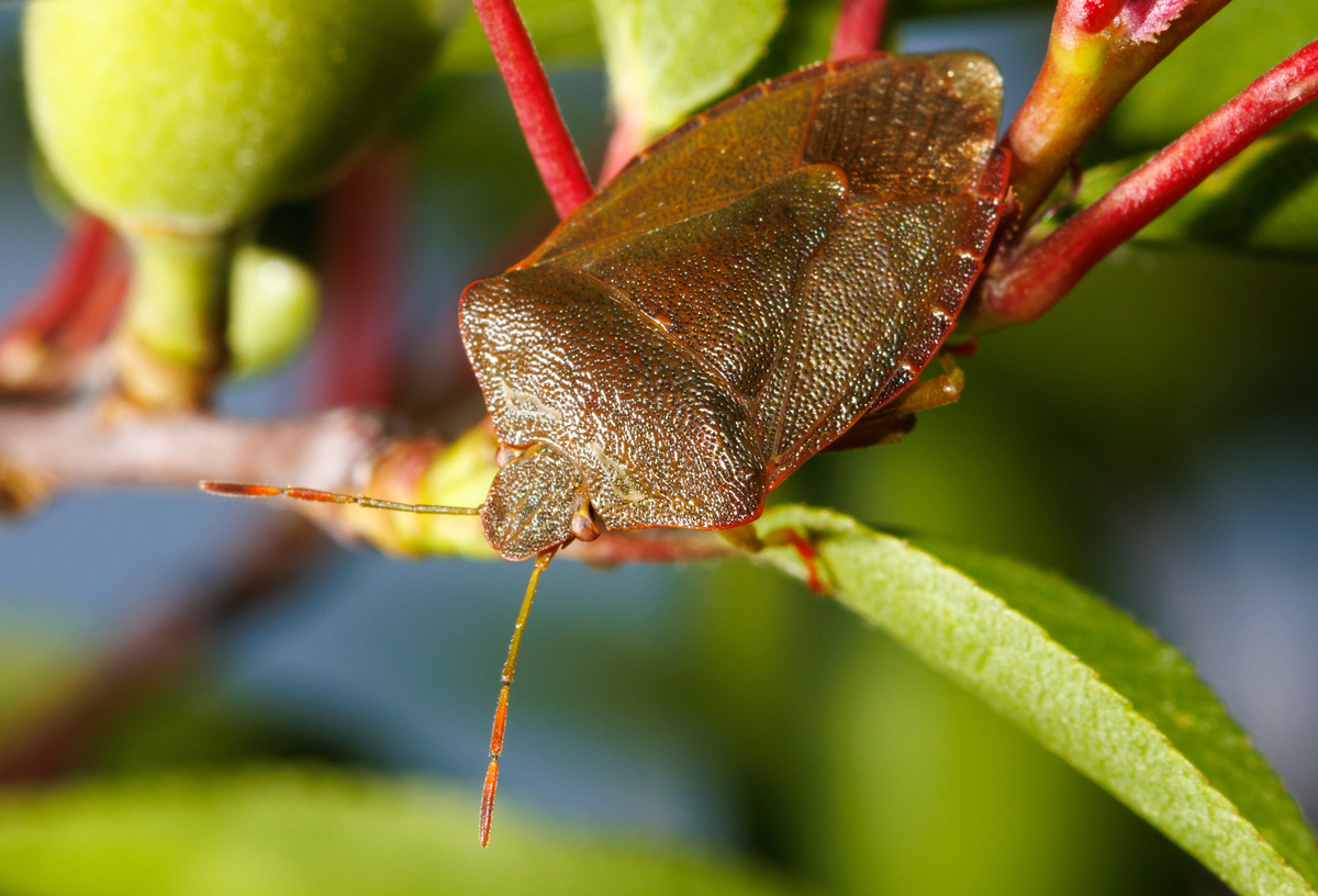 JOURNAL OF INSECT SCIENCE期刊的研究范围？