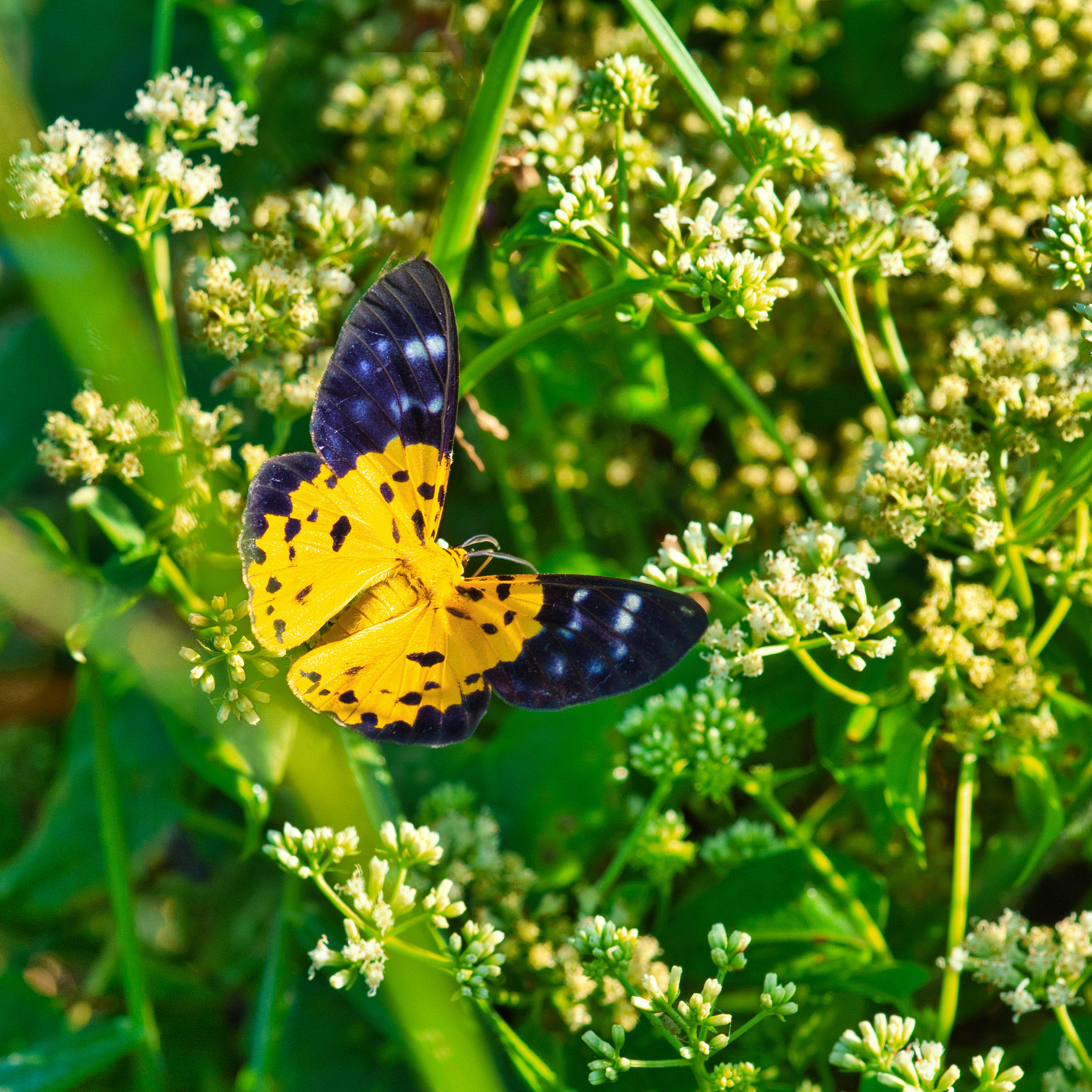 环境昆虫学期刊: 探索昆虫与环境的奥秘