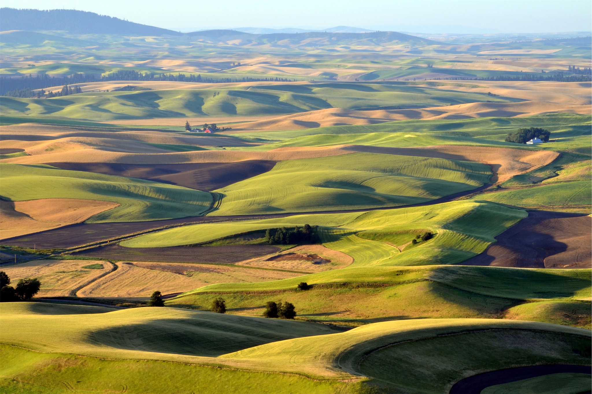 july afternoon in the palouse