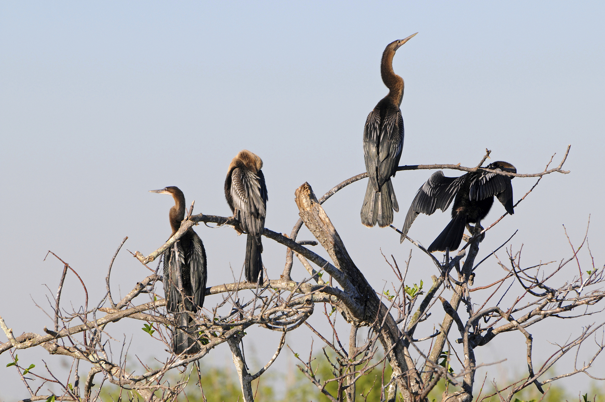 anhingas, anhinga anhinga, roosting. everglades national park, f
