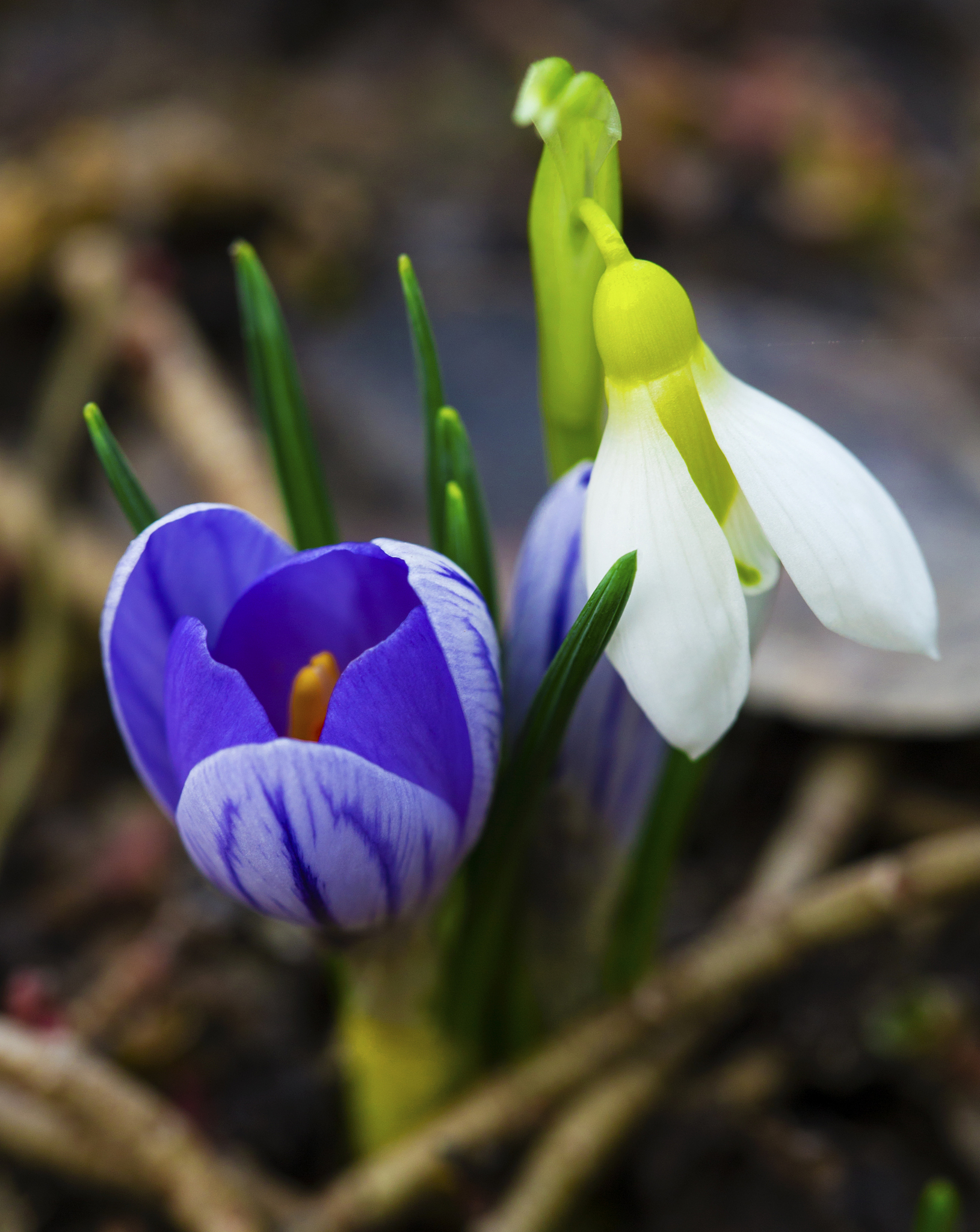 blue crocus and snowdrop flowers closeup