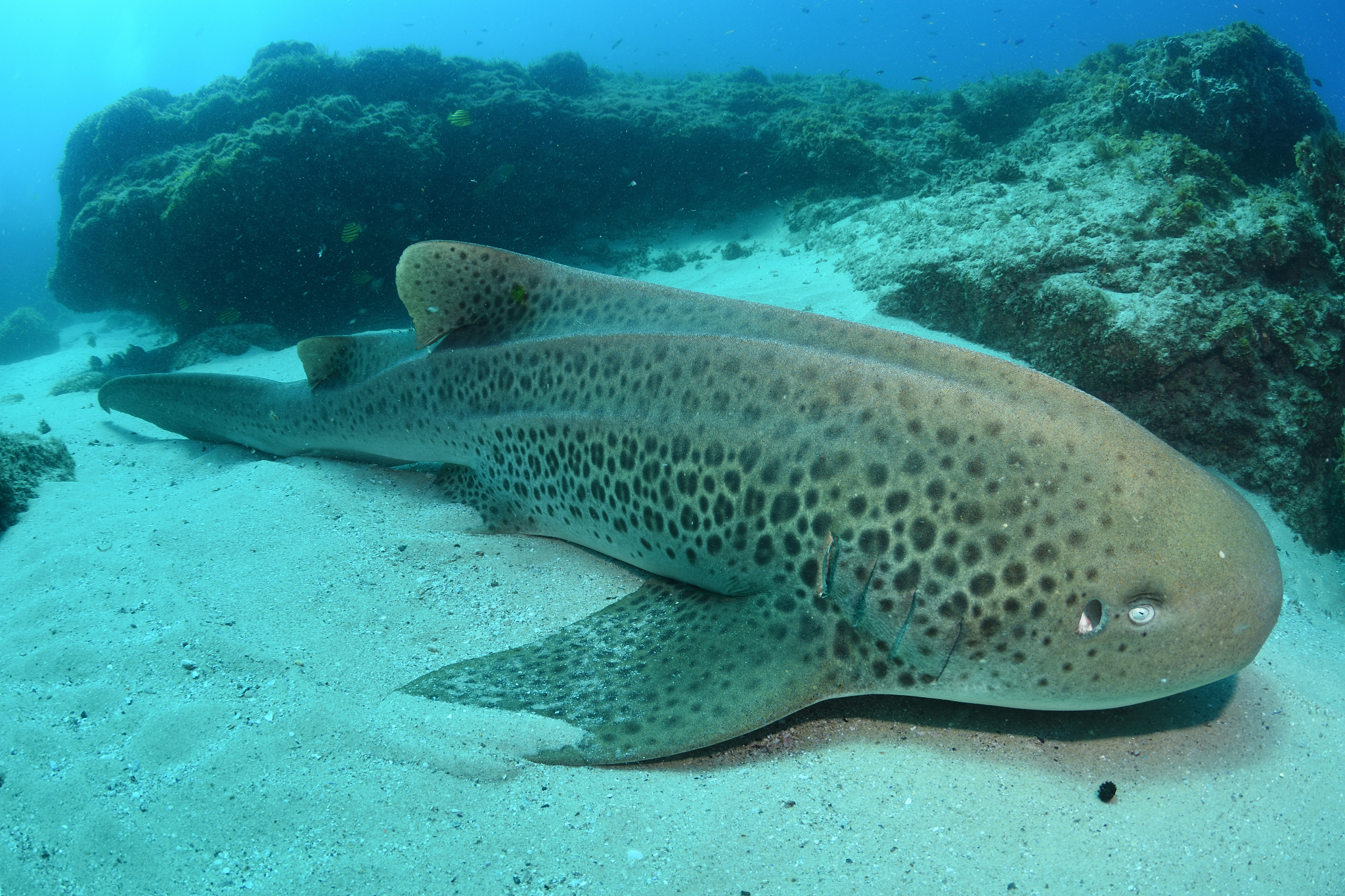 大连海洋学校是公办还是民办？