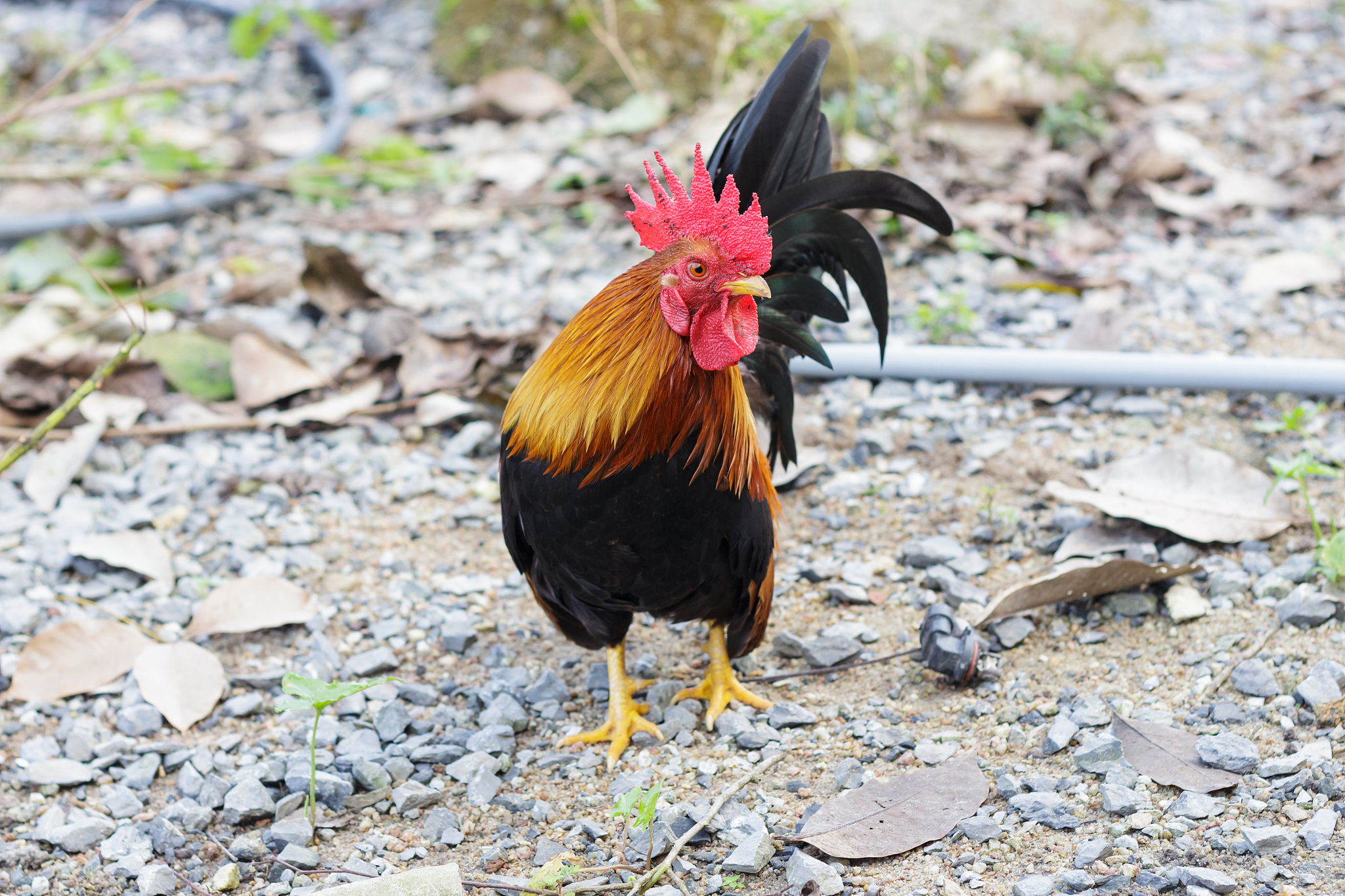 bantam walking on park. (chicken)