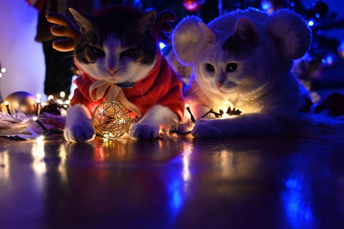 扮演一名宠物达人写一篇为什么猫咪总喜欢凌晨在宠主身边狂欢要如何纠正这种行为 的文章需要和读者互动文字不少于800字并重新起个新标题