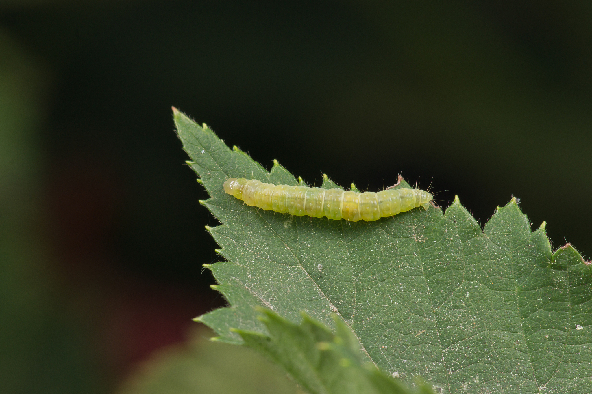 在农场选择一块水稻田随机调查200—250丛稻株上稻纵卷叶螟幼虫数量请把调查数据整理成频次分布表用频次分布法拟合稻纵卷叶螟幼虫符合哪种空间分布型。拟合泊松分布型和拟合负二项分布型两种。包括f理论和各个卡方值假设随机调查200丛稻株得到以下数据： 幼虫数量 频次 -------- ---- 0 102 1 45 2 25 3