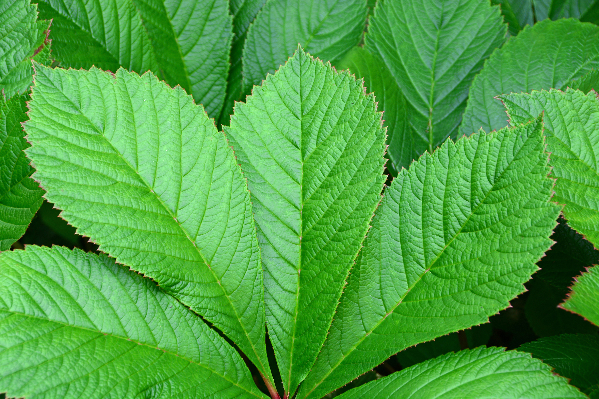 rodgersia pinnata decorative leafs.