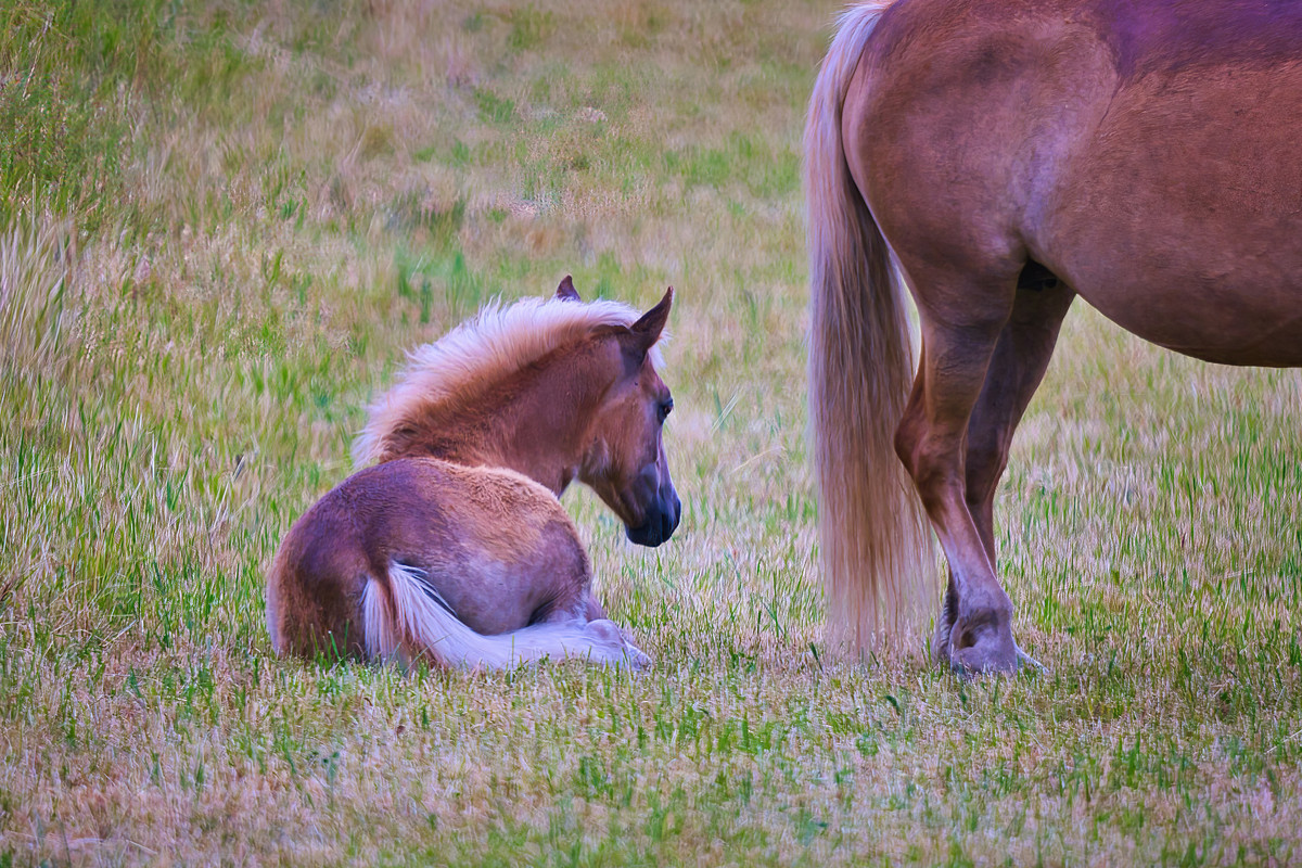 雄性动物：特征、生殖和例子