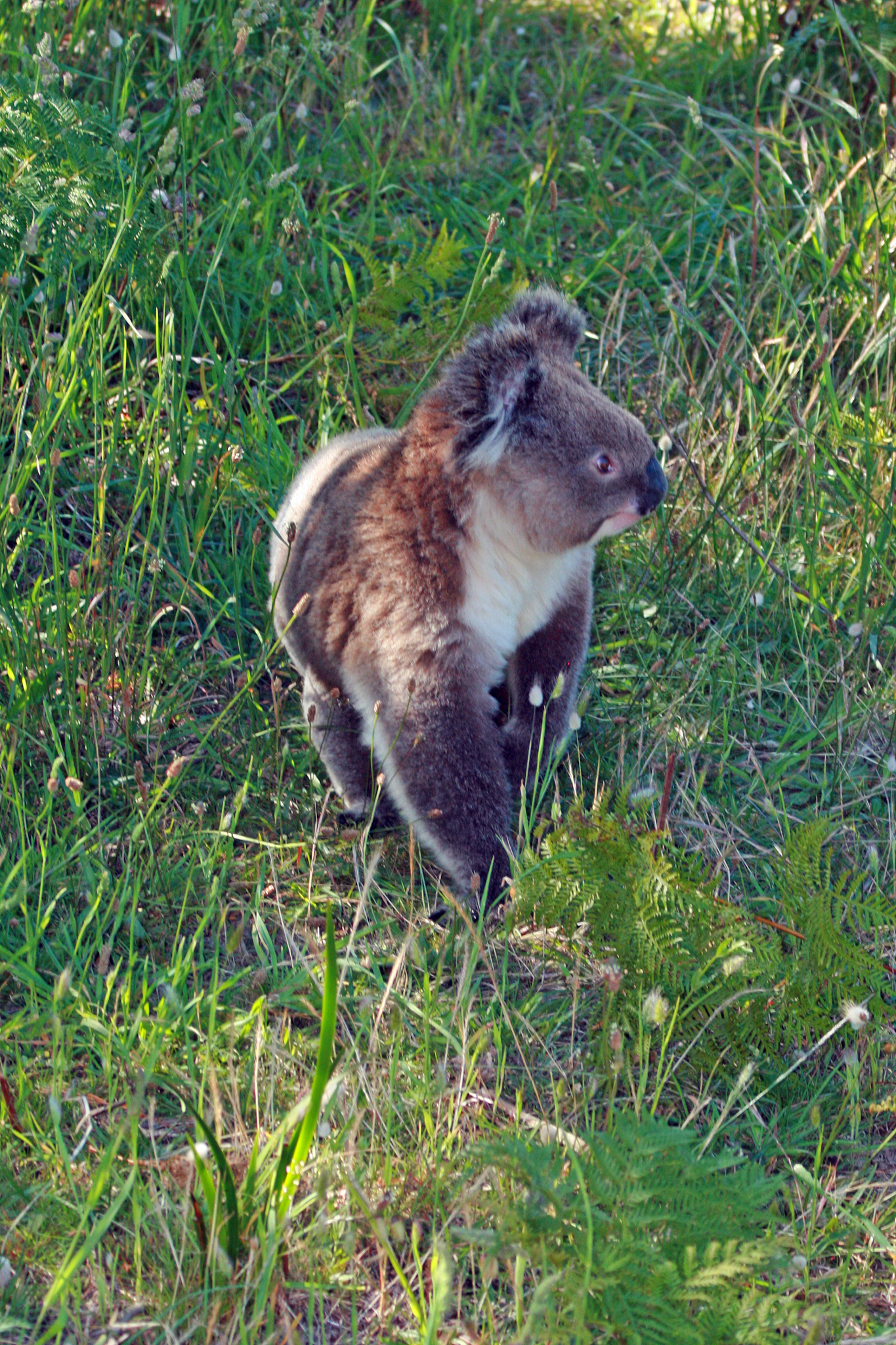 koala bear in the wild walking on the ground in cape otway in vi