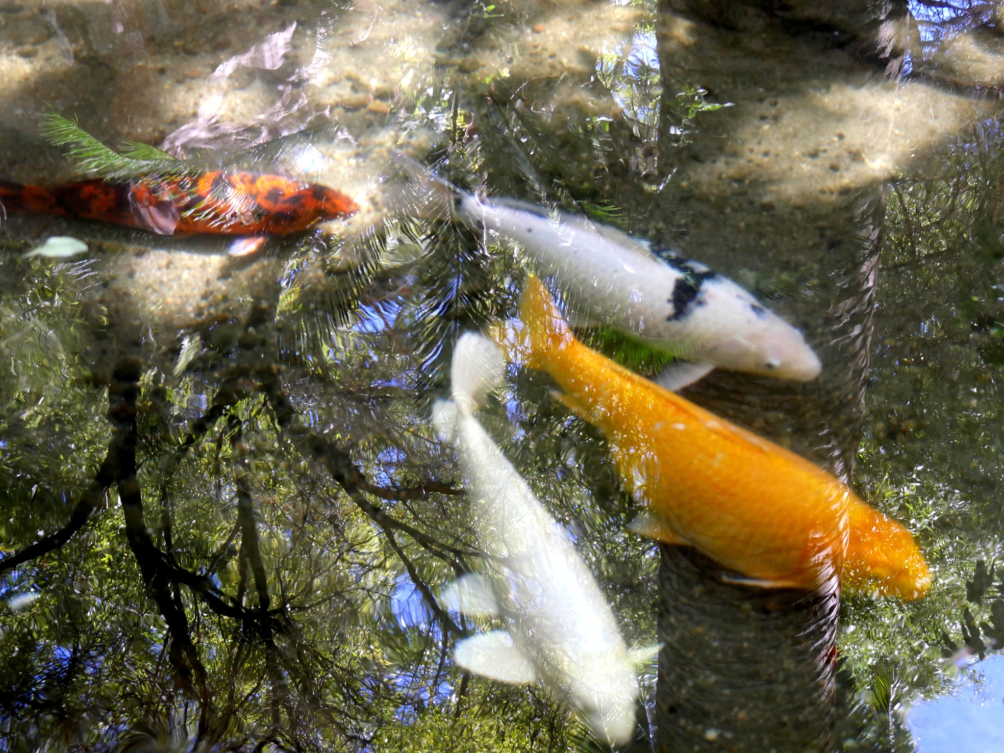 那种淡水鱼会吃迷生物回答加拓展