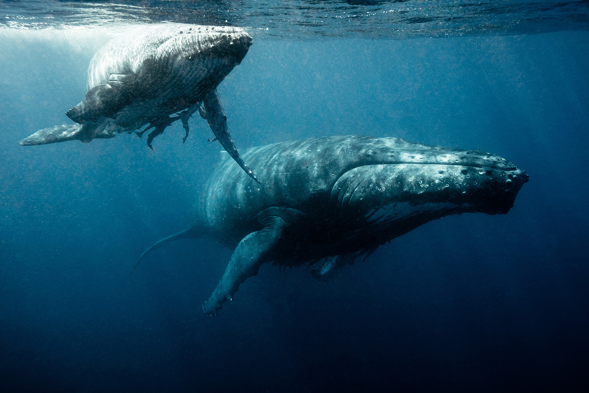 现在地球上最大的动物是什么？