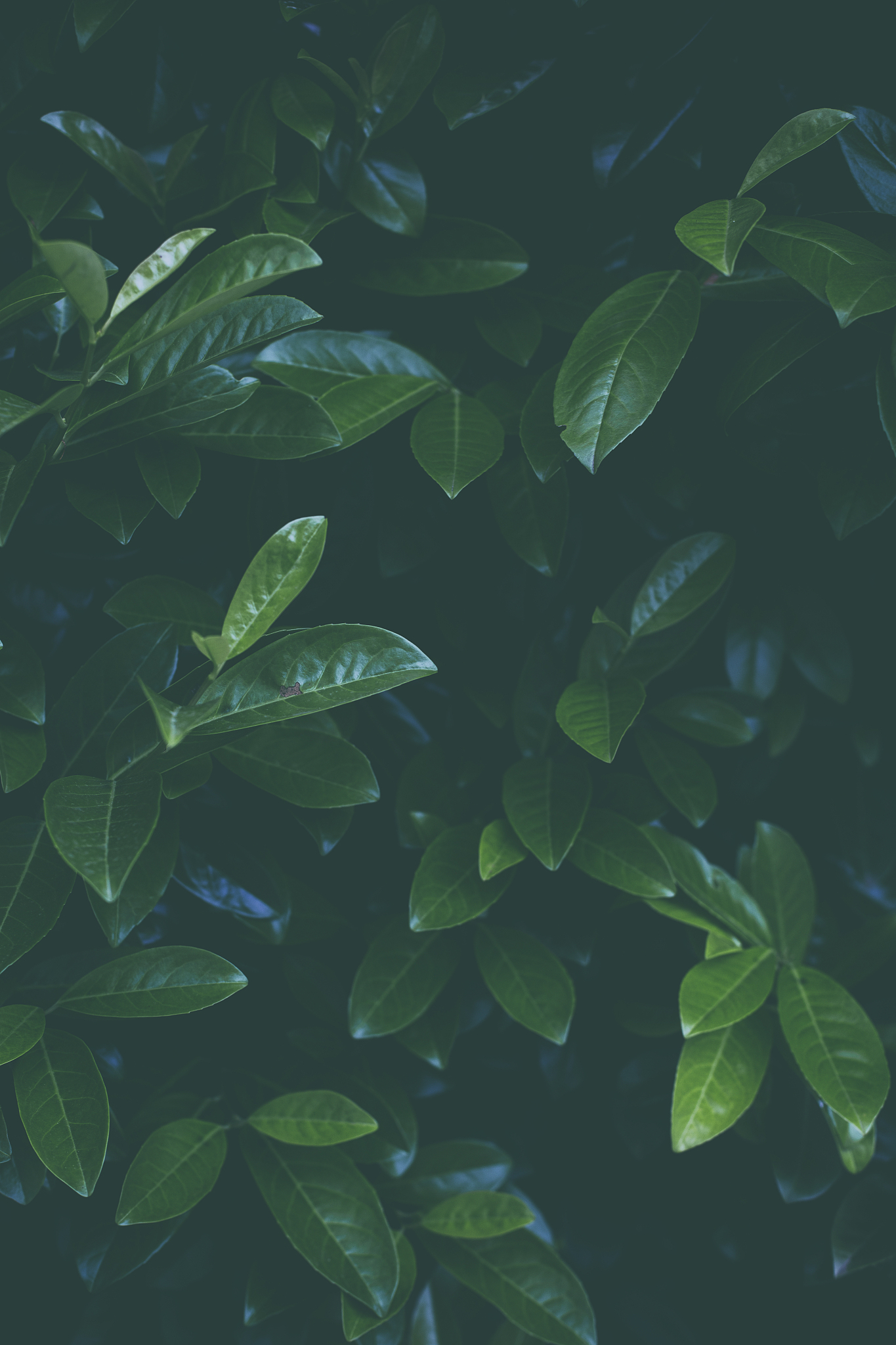 leaves background