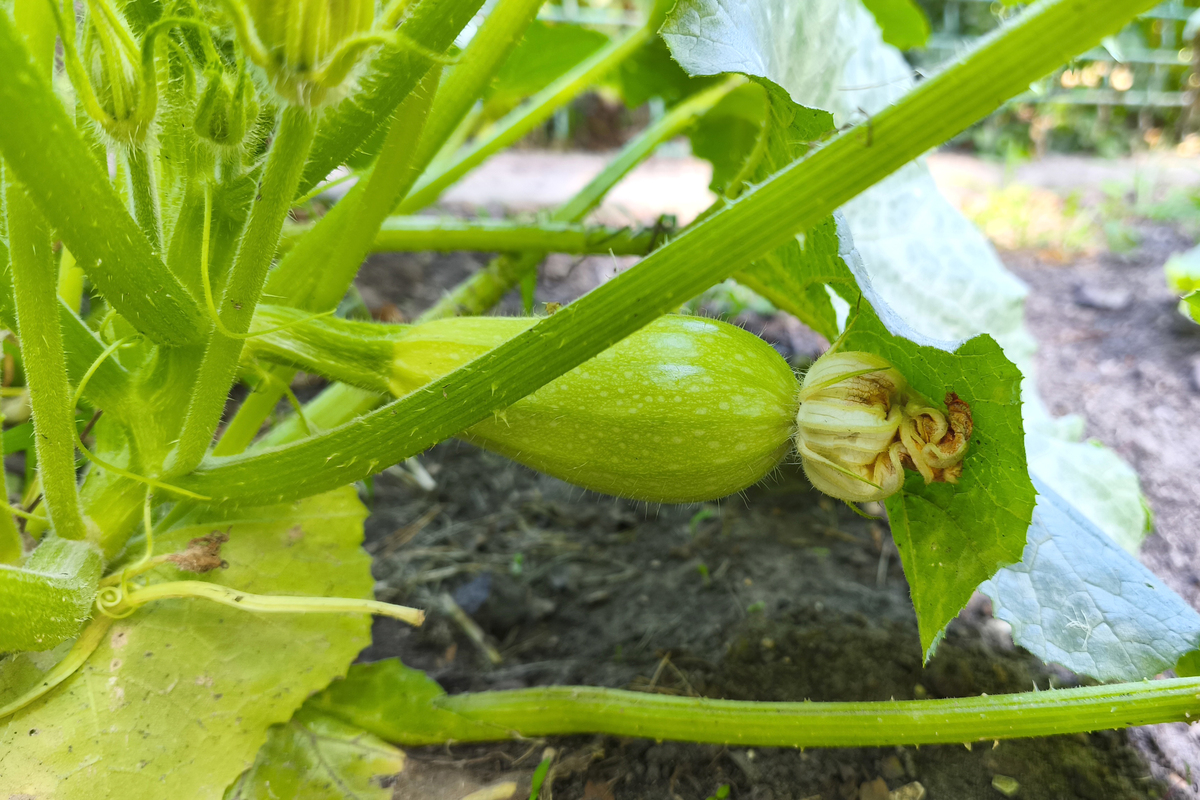 1比较不同瓜类蔬菜的开花结果习性和植株调整技术。