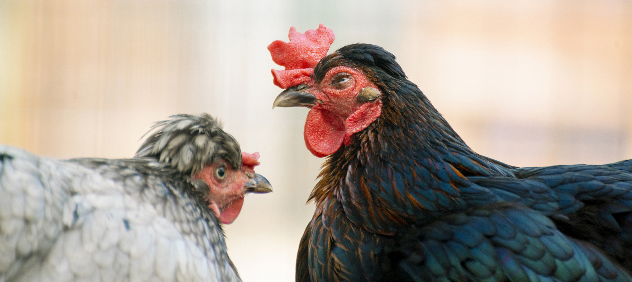 close up photo of domestic cock or chicken in the zoo, livestock