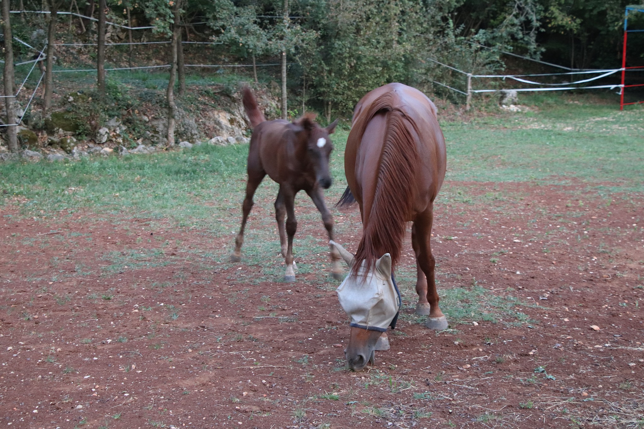 horses