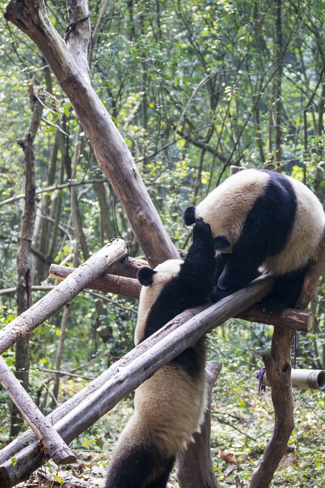 去成都旅游三天行程安排