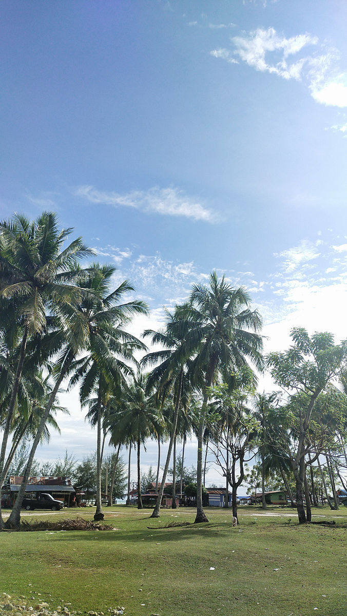 椰树集团市场占有率：数据分析及来源