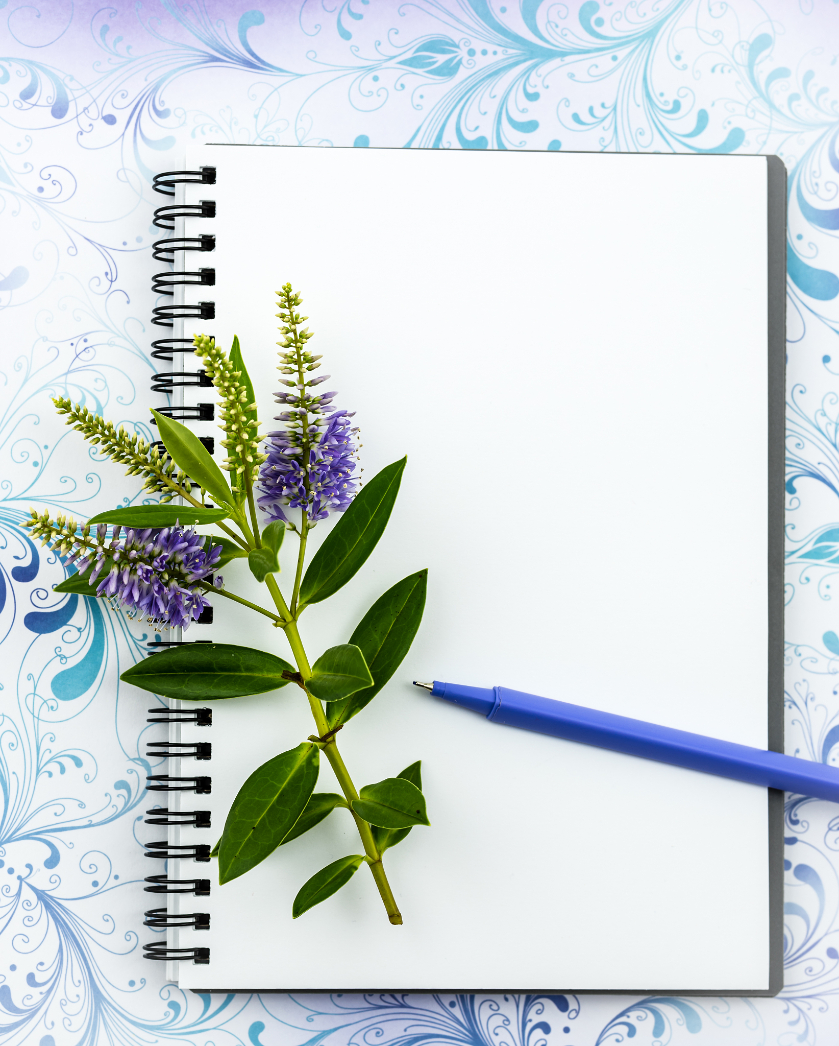 PLANT JOURNAL期刊的详细介绍、现任主编