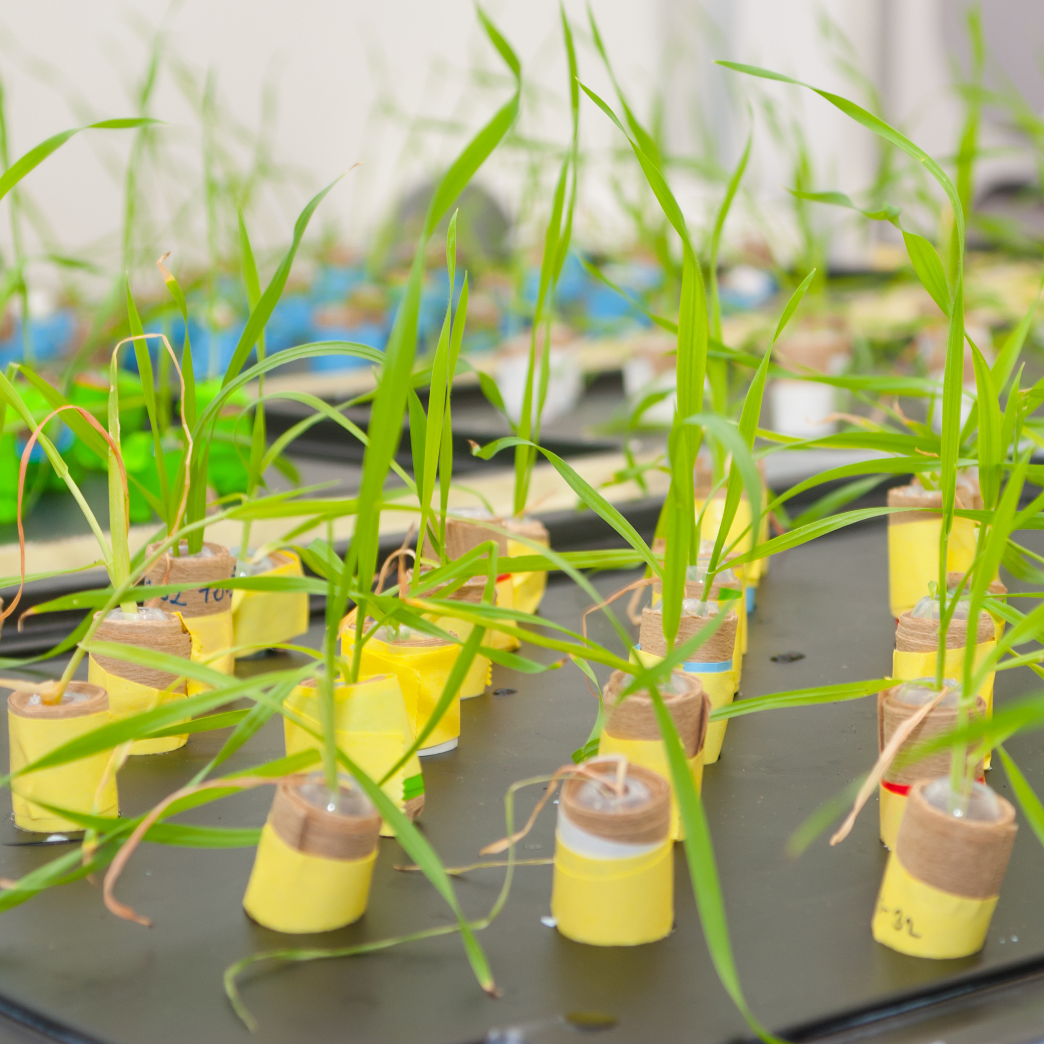 你是一名生物学学者接下来请按我发送给你的格式写实验报告