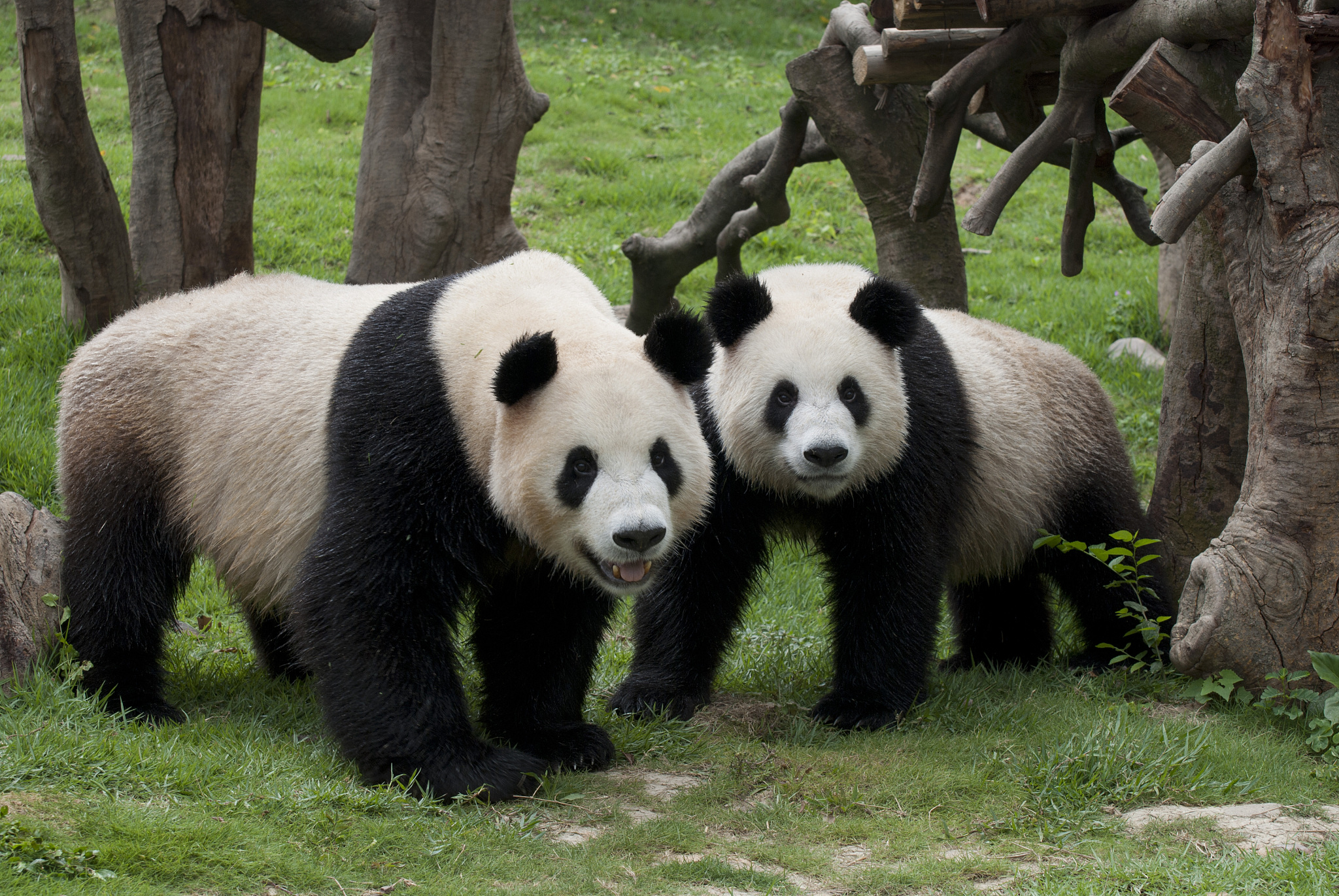 熊猫：我心爱的动物 - 中文英文对照