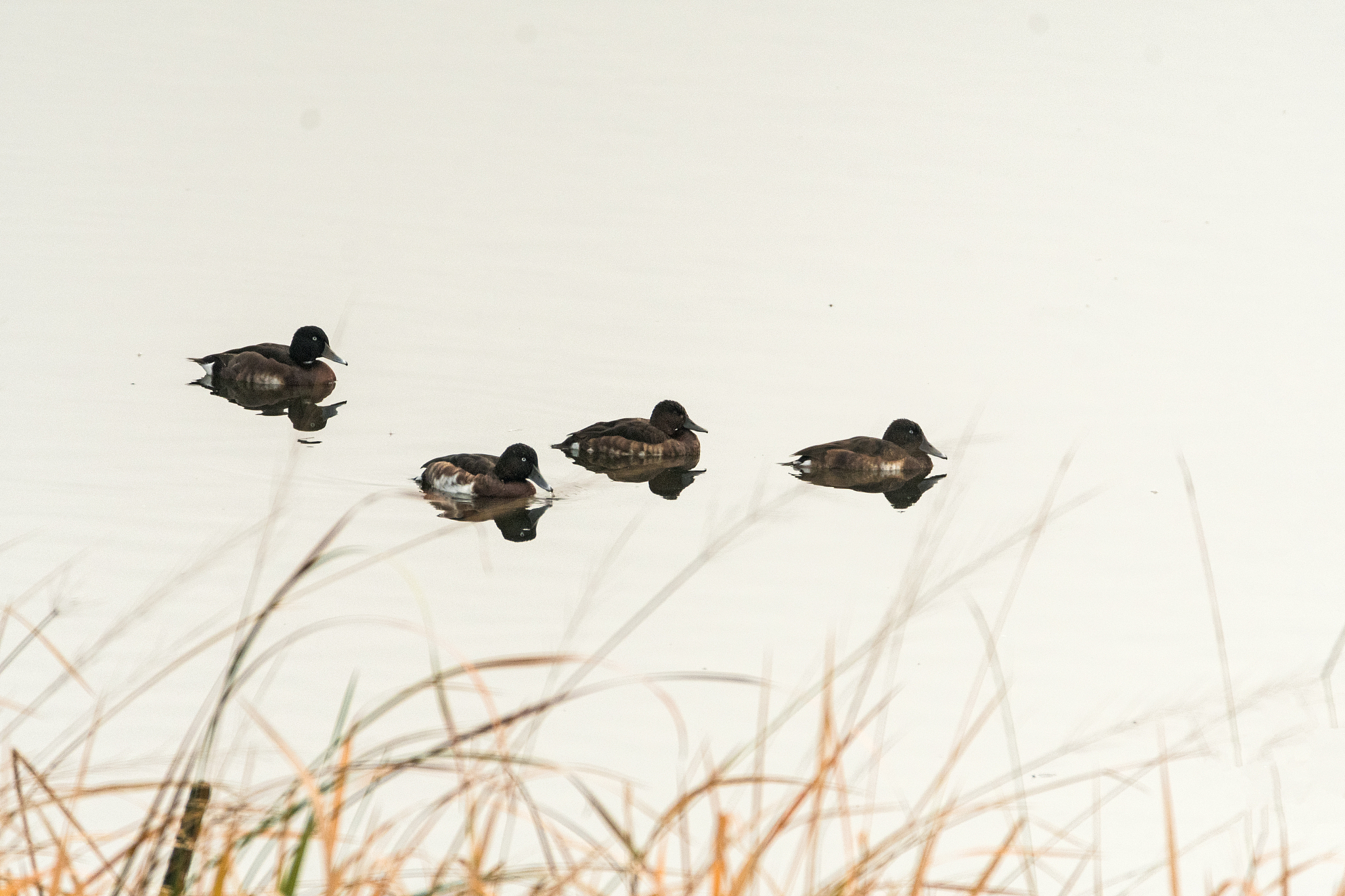 稀世之珍：珍贵、稀有、独一无二的价值