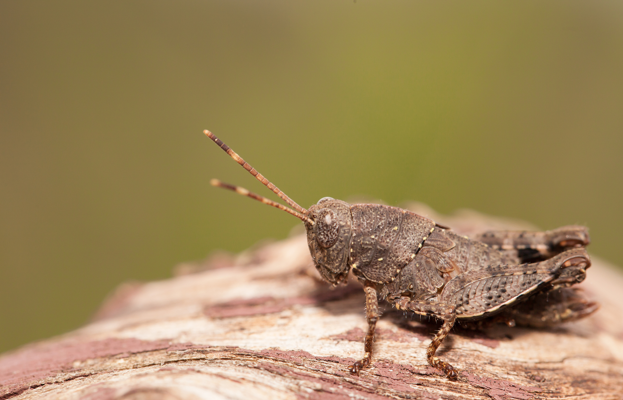 grasshopper close up