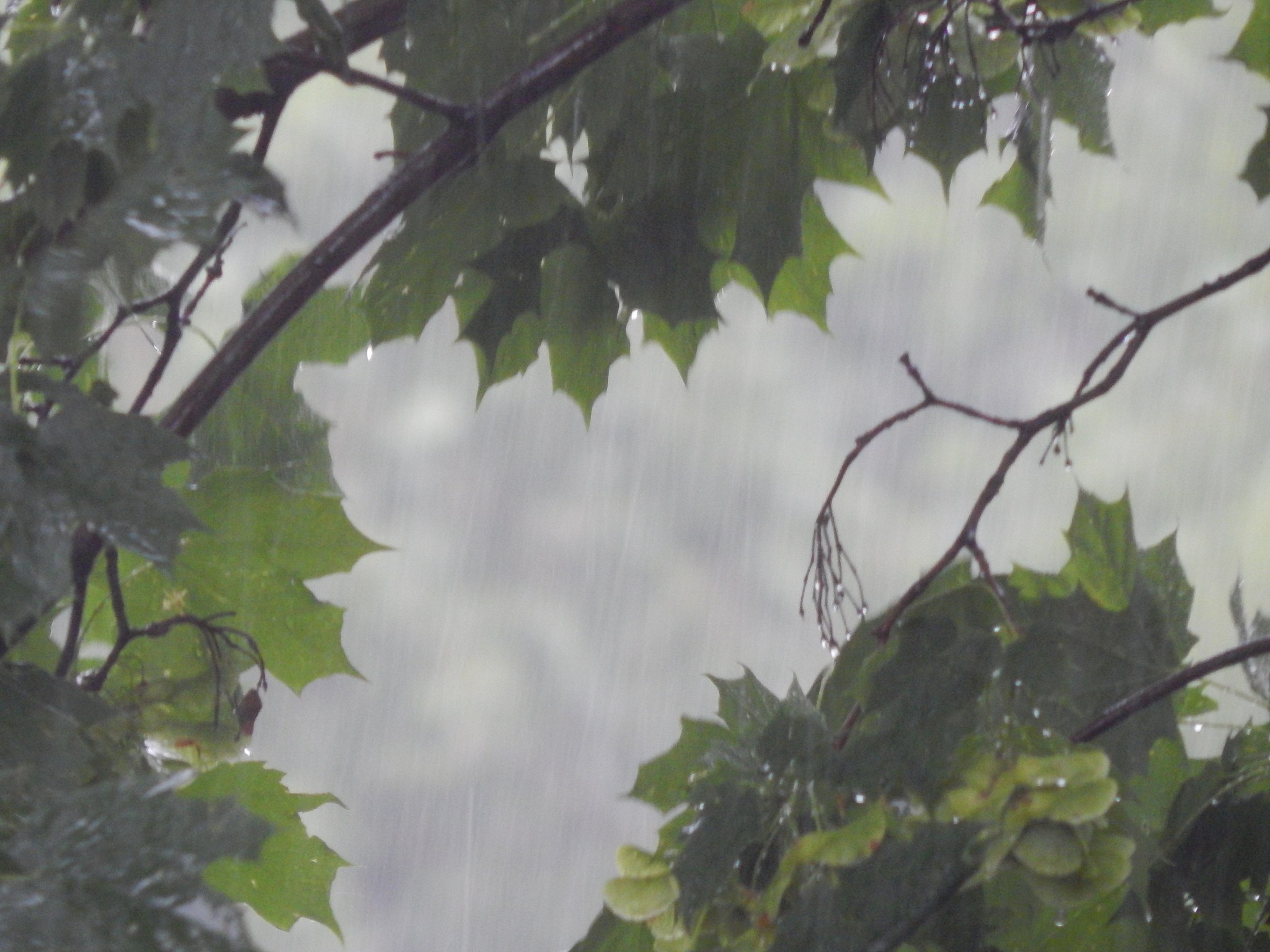 昆明的雨 汪曾祺 原文