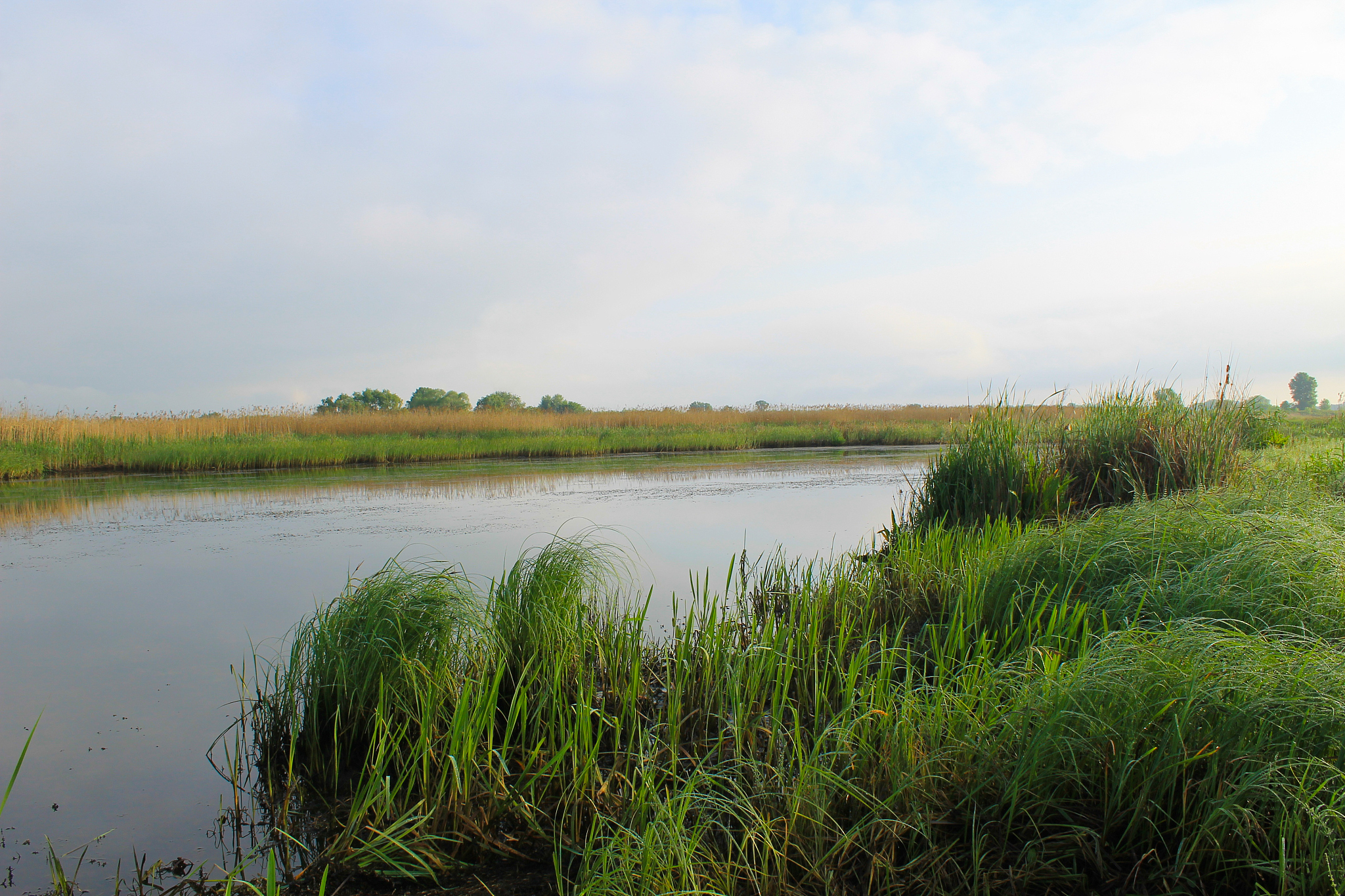 请将制作关于锦水河入黄口湿地方案汇报的ppt写成实践记录报告