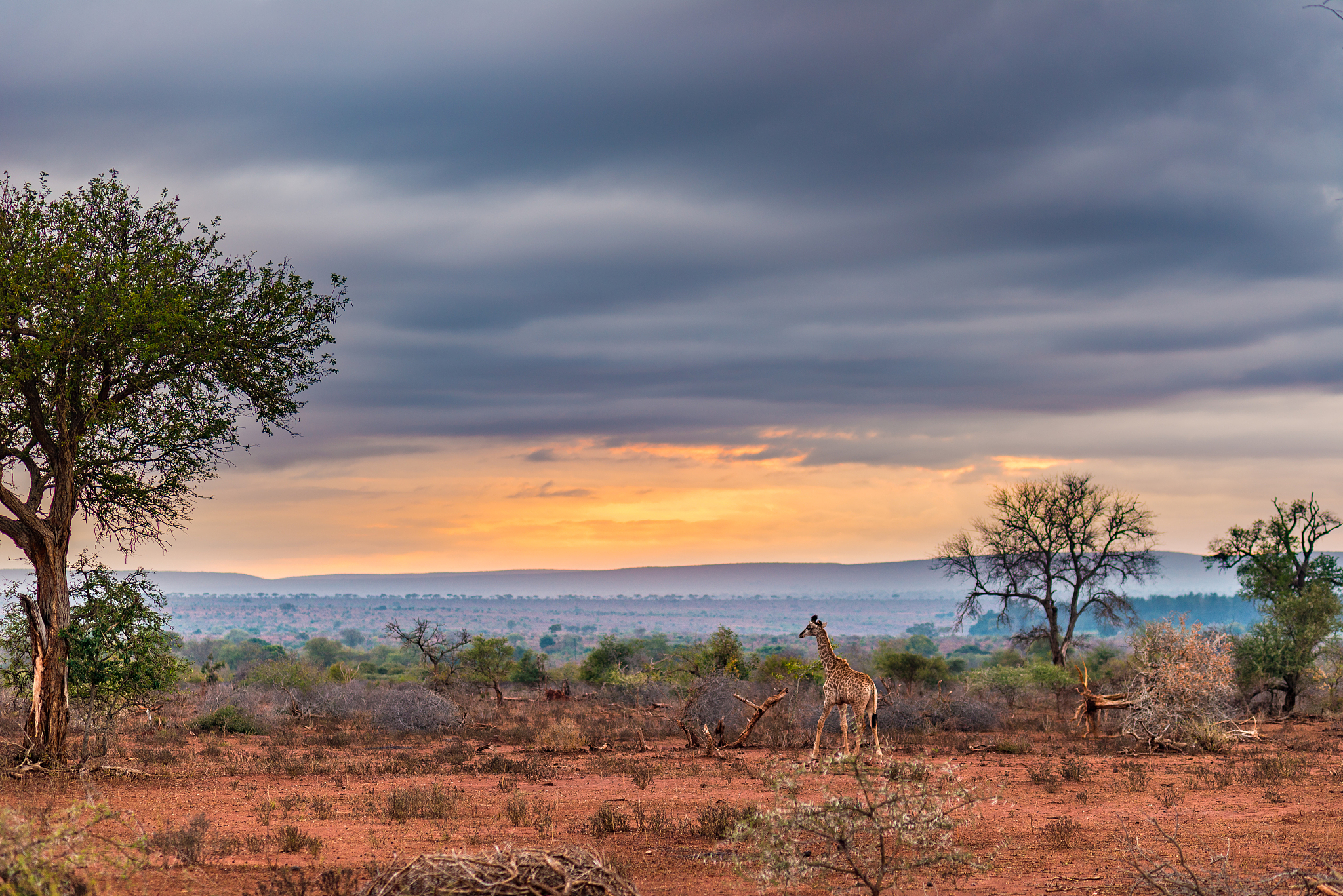 golden sunrise in the african bush.