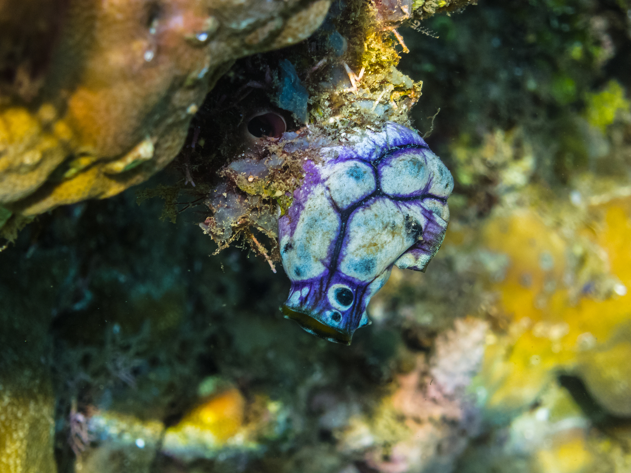 blue white critter in the sea