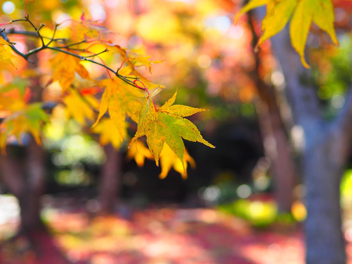 描写秋景喜悦的古诗：秋风萧瑟，作者心旷神怡